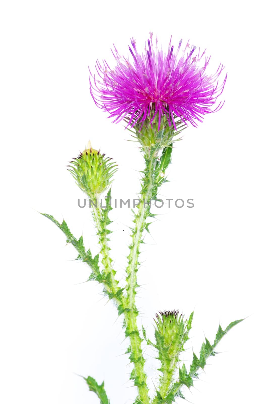 beautiful  flowers on white background
