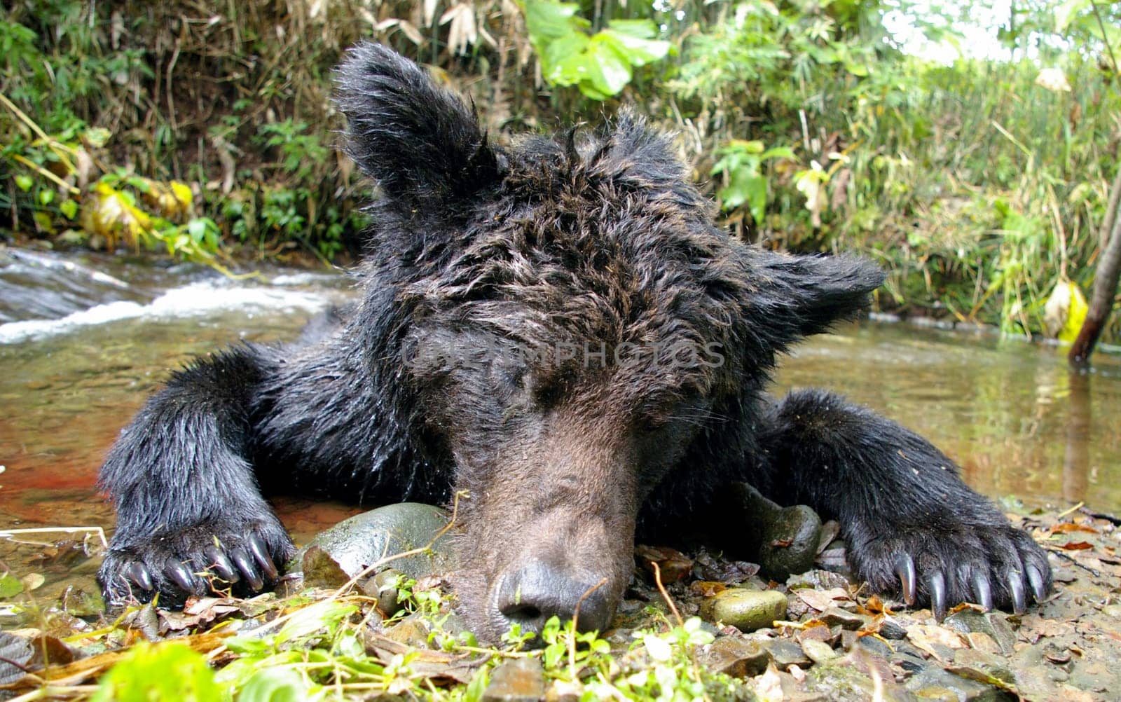 The Taiga hunting handicraft industry. Dead brown bear.