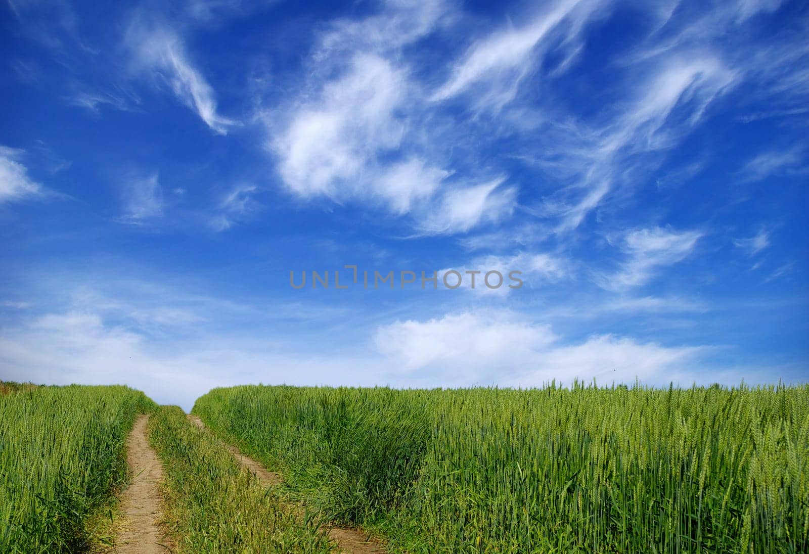 Early summer corn with a blue sky background