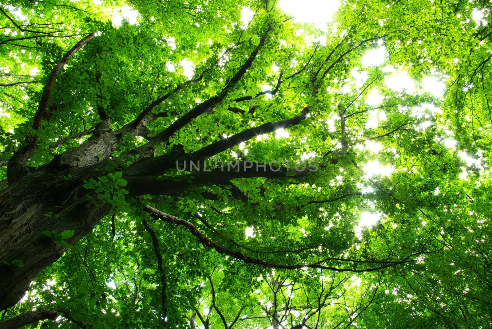 green leaves background in sunny day