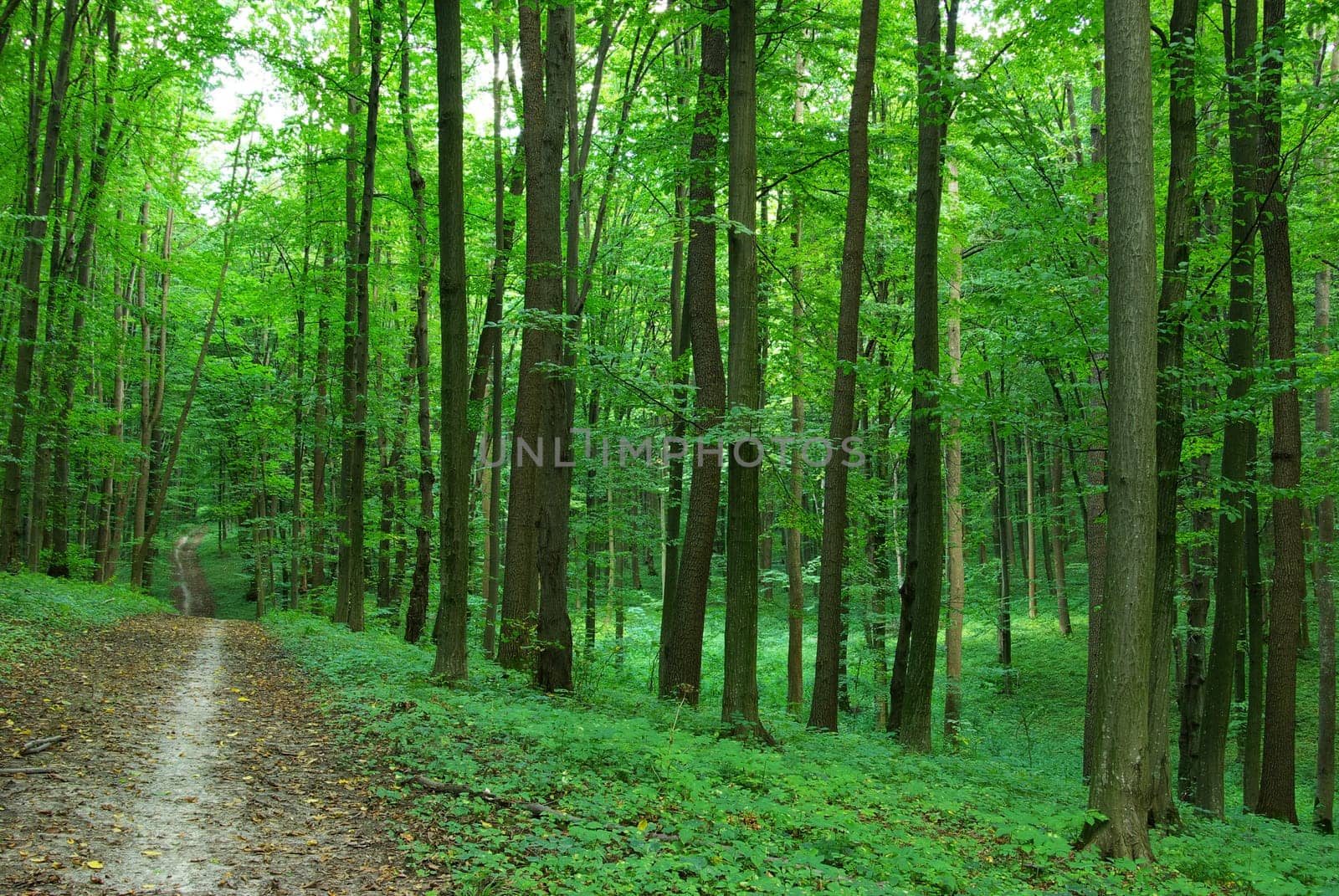 path is in the green forest