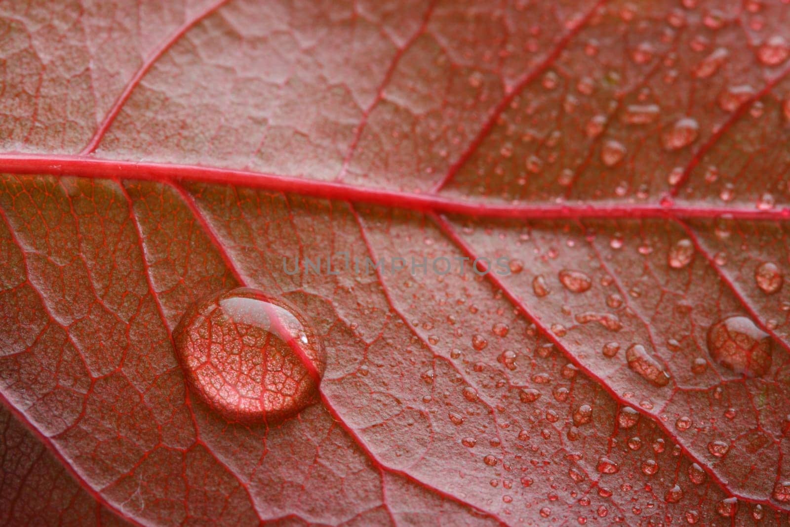 waterdrop on a red leaf, shallow dof