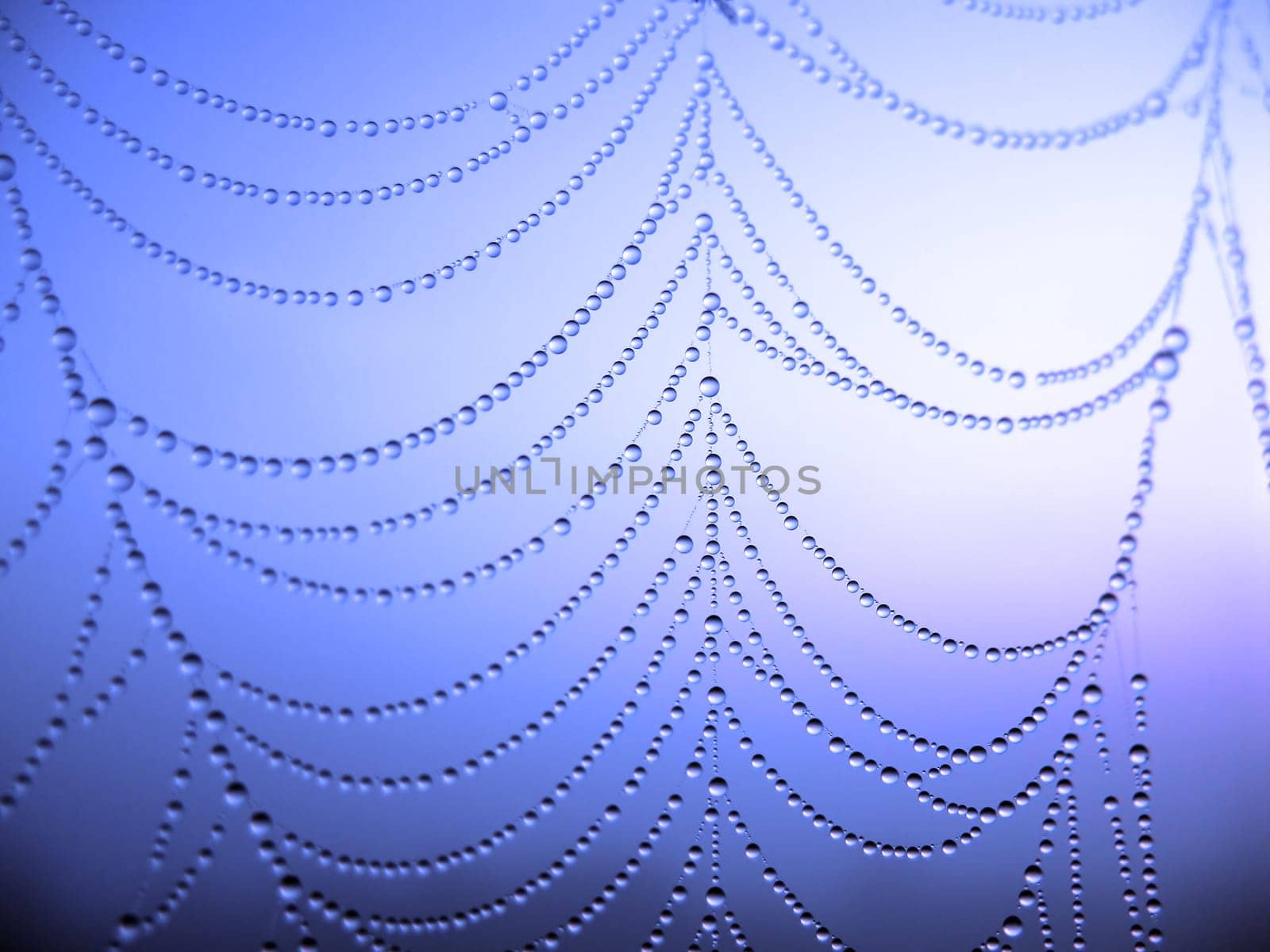 close up of a spider web with dew drops