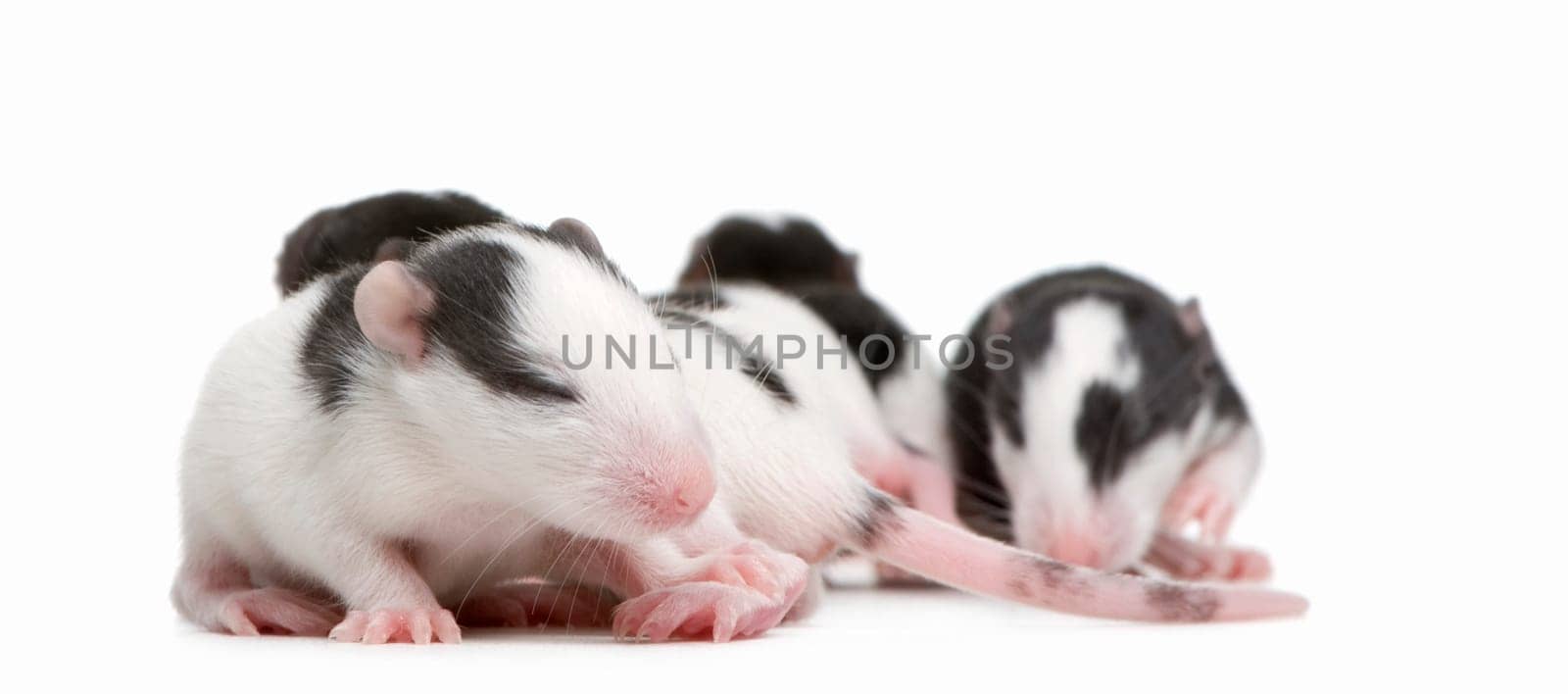 Rat in front of a white background
