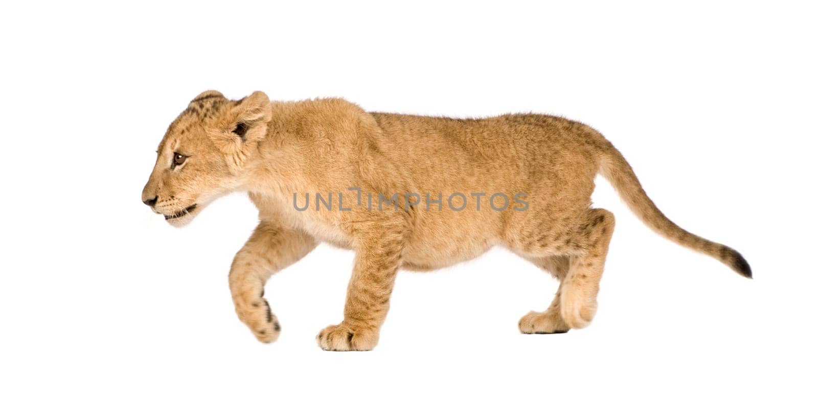 Lion Cub (4 months) in front of a white background