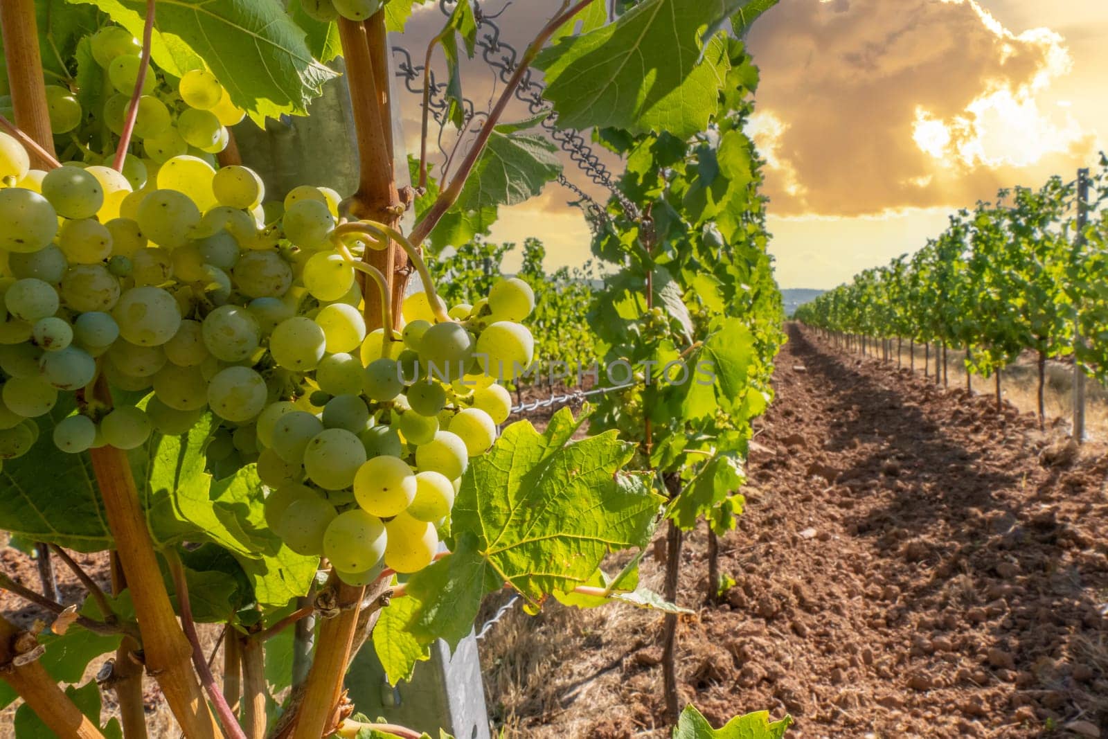 Close-up of green grapes on vines on the Moselle - Perfect for wine lovers and nature photography