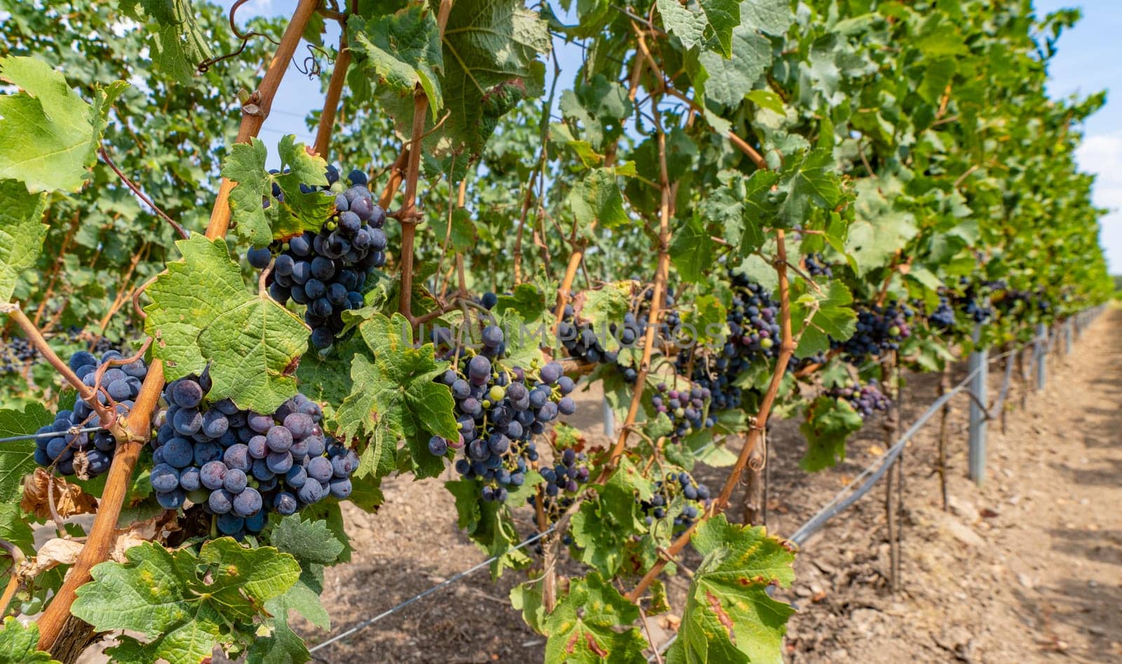 Close-up of blue grapes on vines on the Moselle - Perfect for wine lovers and nature photography
