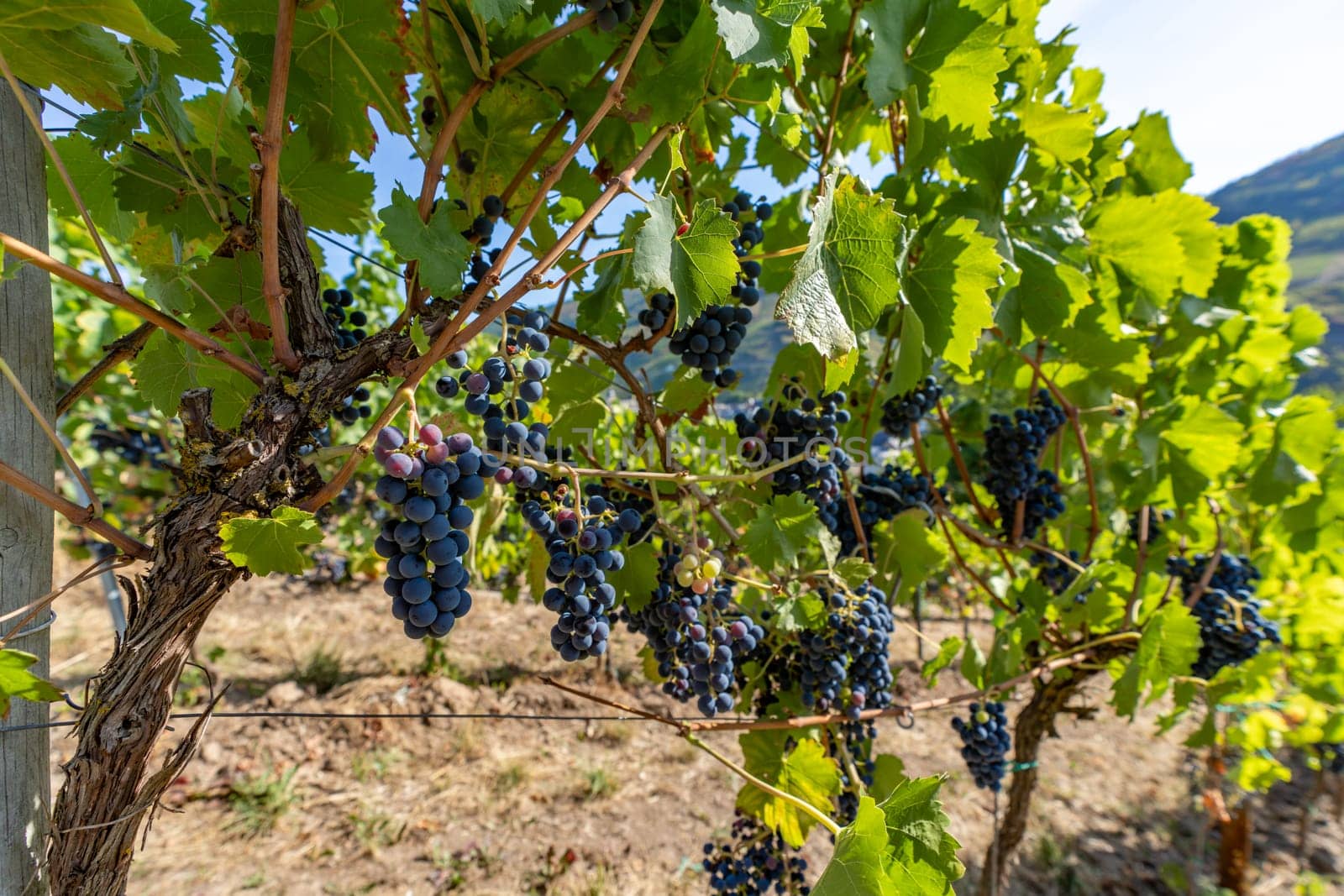 Close-up of blue grapes on vines on the Moselle - Perfect for wine lovers and nature photography
