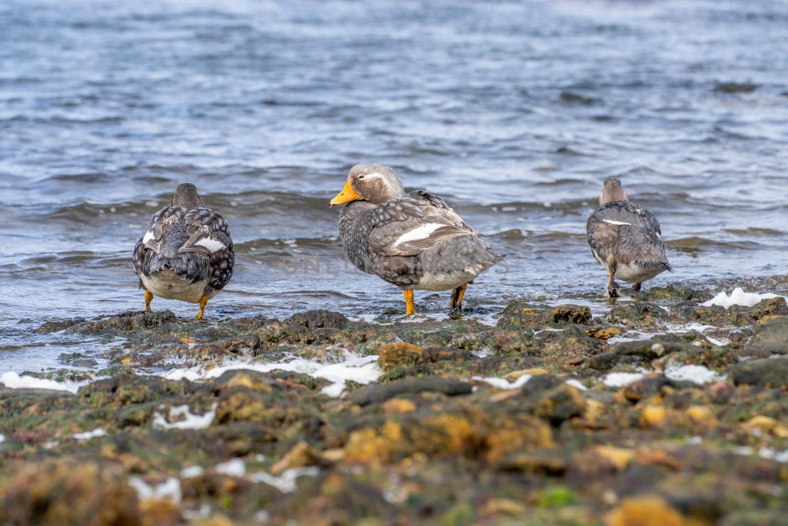 Flightless Falkland Steamer Ducks (Tachyeres brachypterus) in the Falkland Islands