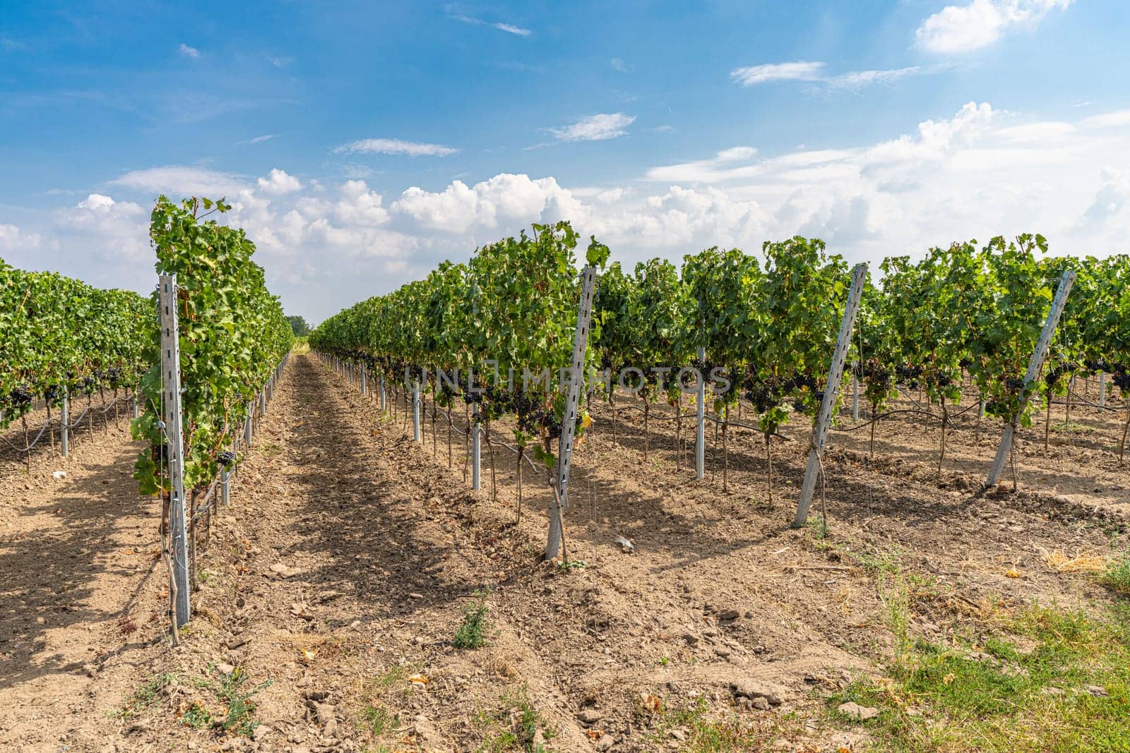 Vines with blue grapes on the Moselle - Perfect for wine lovers and nature photography