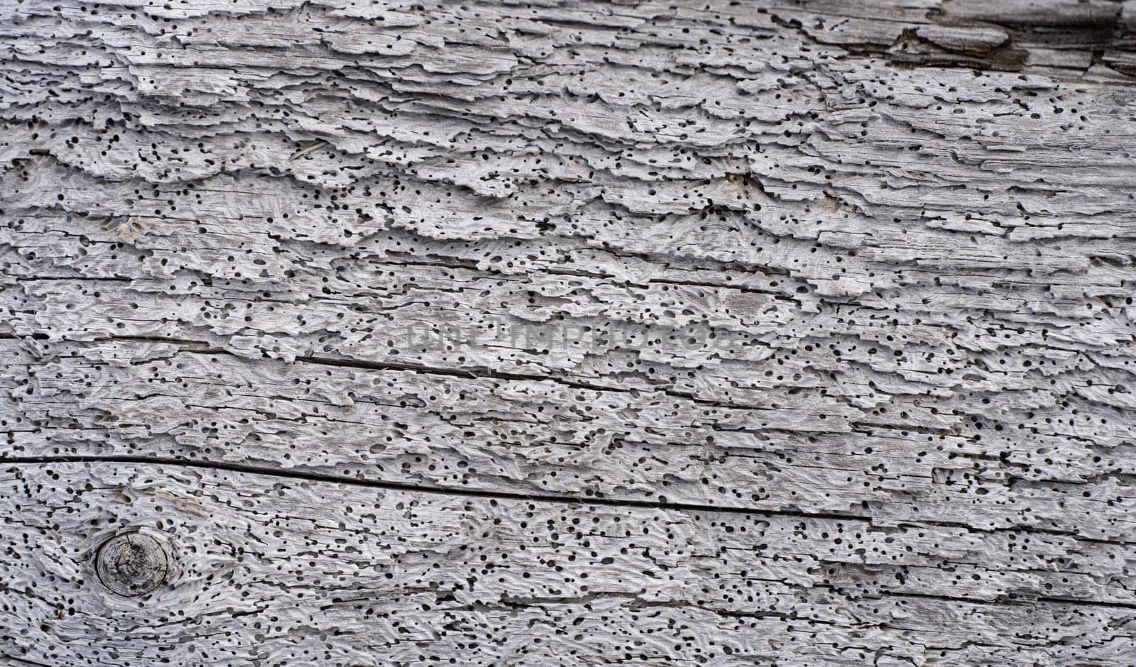 Texture - old weathered grey wood from the sea with many wormholes