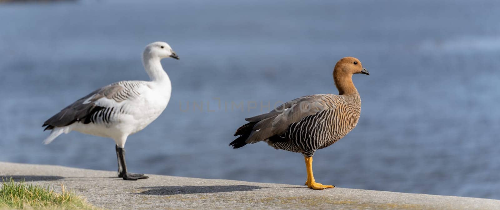 Kelp Goose (Chloephaga hybrida) (also called Brent Goose) photographed on the Falkland Islands