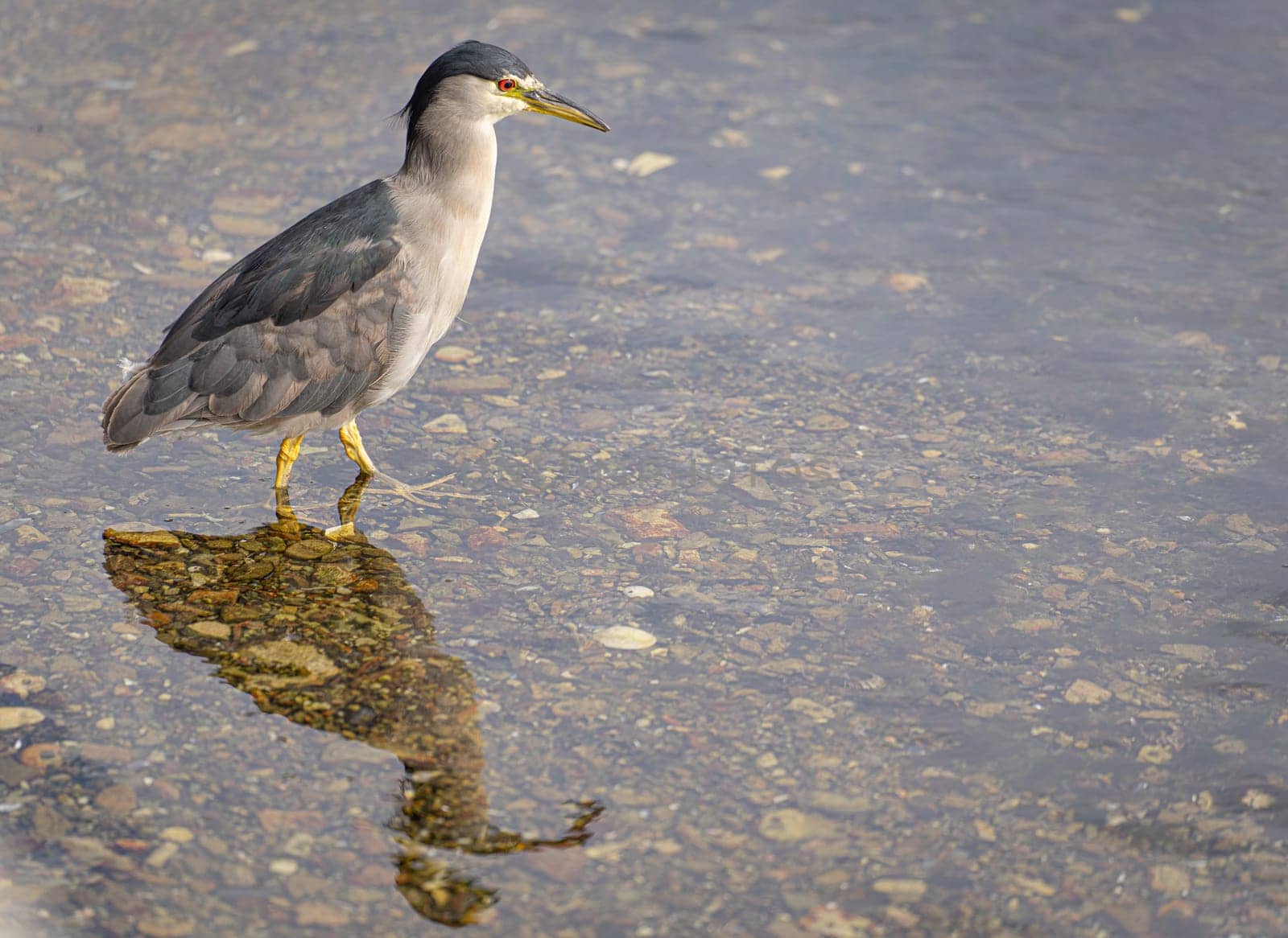 Night heron (Nycticorax nycticorax) standing in shallow water in the Falkland Islands