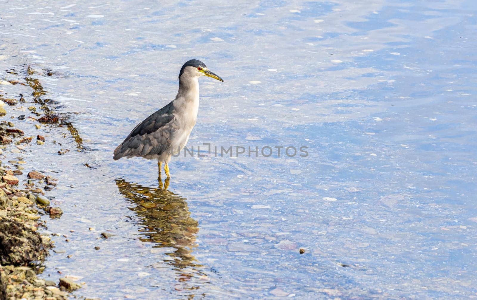 Night heron (Nycticorax nycticorax) standing in shallow water in the Falkland Islands