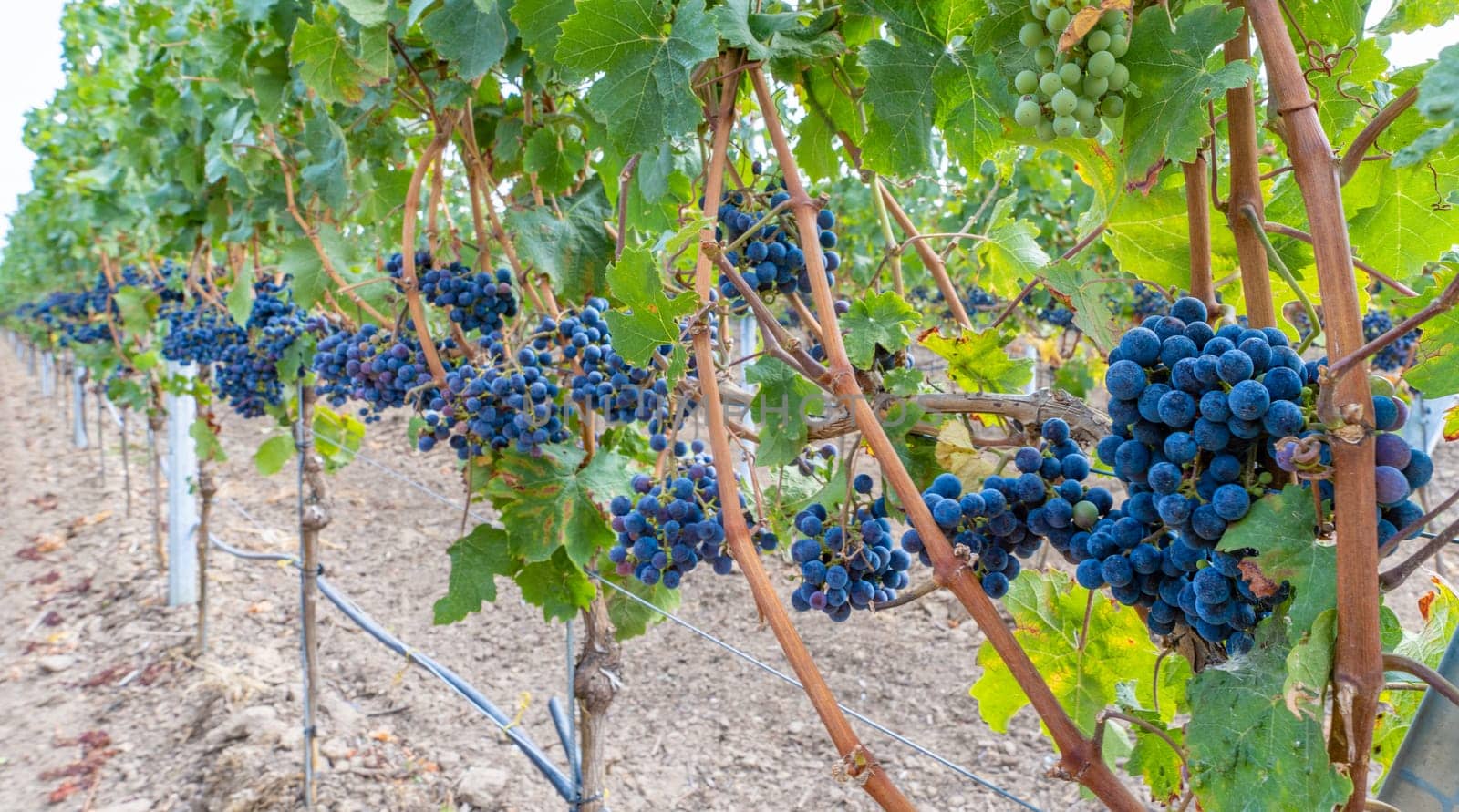 Close-up of blue grapes on vines on the Moselle - Perfect for wine lovers and nature photography