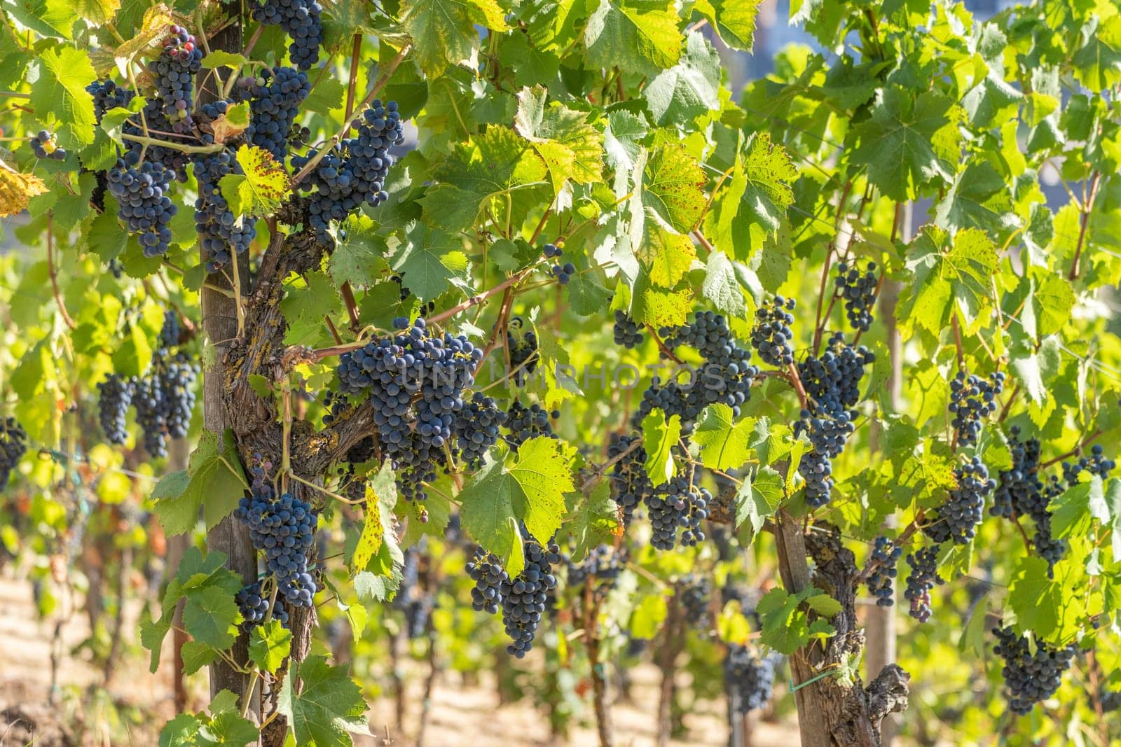 Close-up of blue grapes on vines on the Moselle - Perfect for wine lovers and nature photography