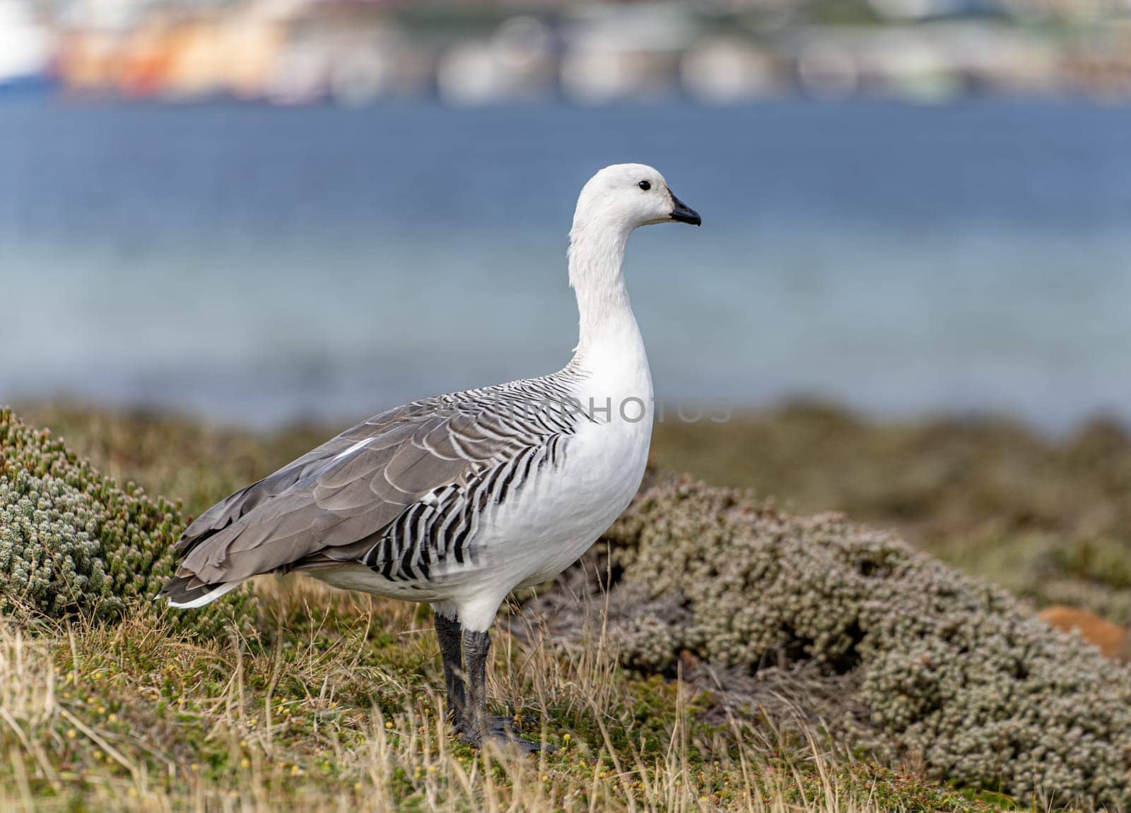 Kelp Goose (Chloephaga hybrida) (also called Brent Goose) photographed on the Falkland Islands