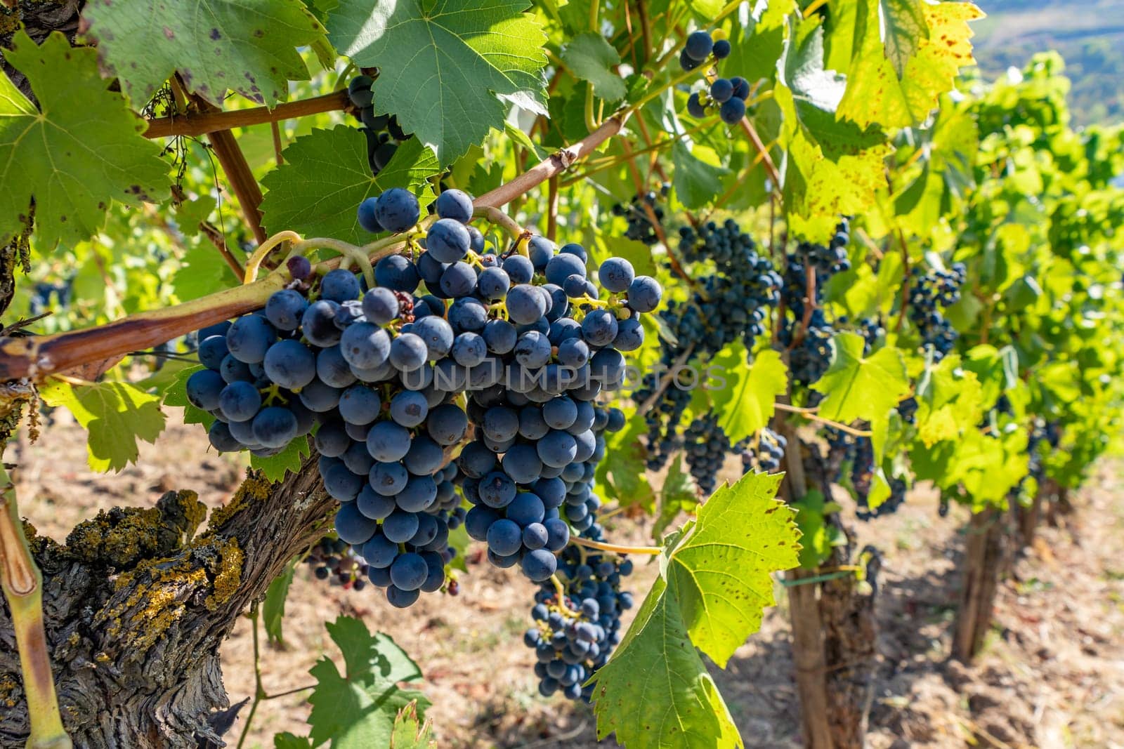 Close-up of blue grapes on vines on the Moselle - Perfect for wine lovers and nature photography