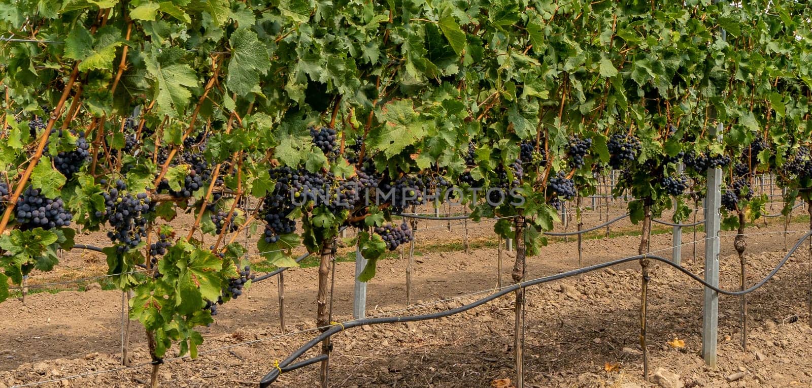 Close-up of blue grapes on vines on the Moselle - Perfect for wine lovers and nature photography