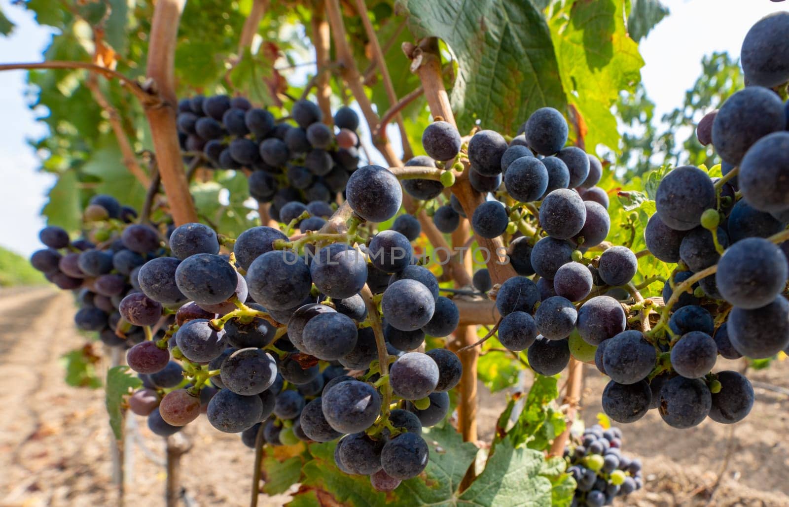Close-up of blue grapes on vines on the Moselle - Perfect for wine lovers and nature photography