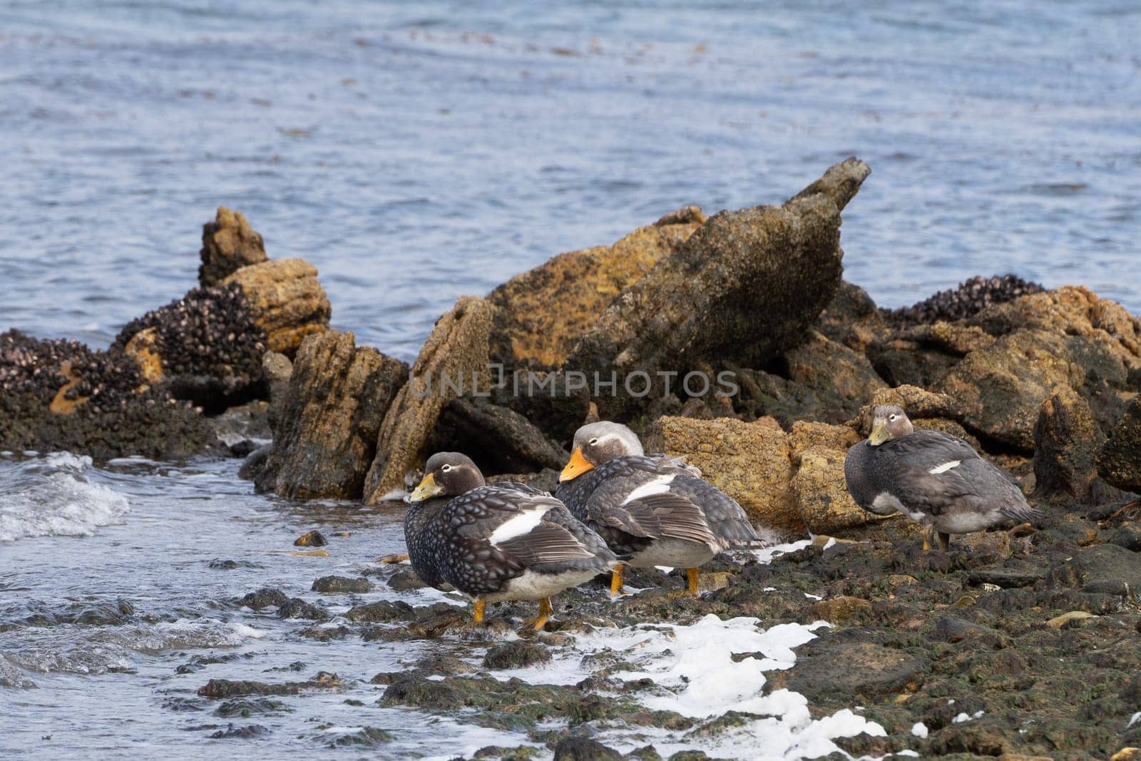 Flightless Falkland Steamer Ducks (Tachyeres brachypterus) in the Falkland Islands