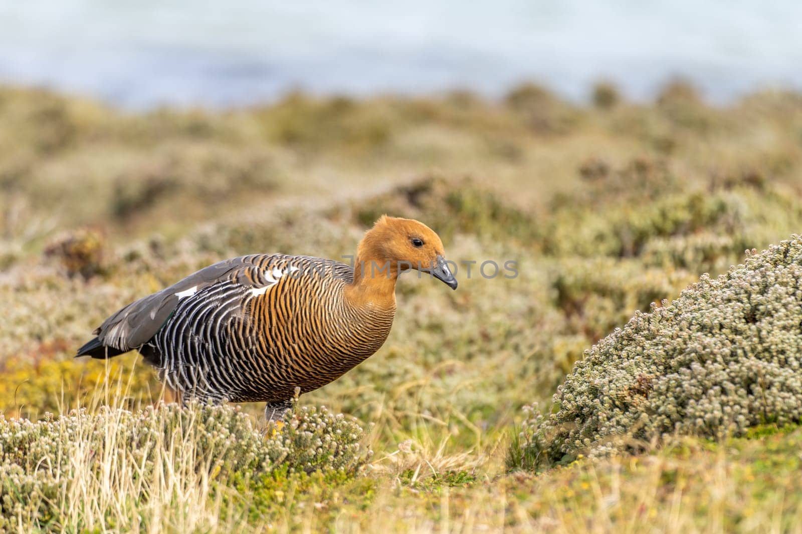 Kelp Goose (Chloephaga hybrida) (also called Brent Goose) photographed on the Falkland Islands