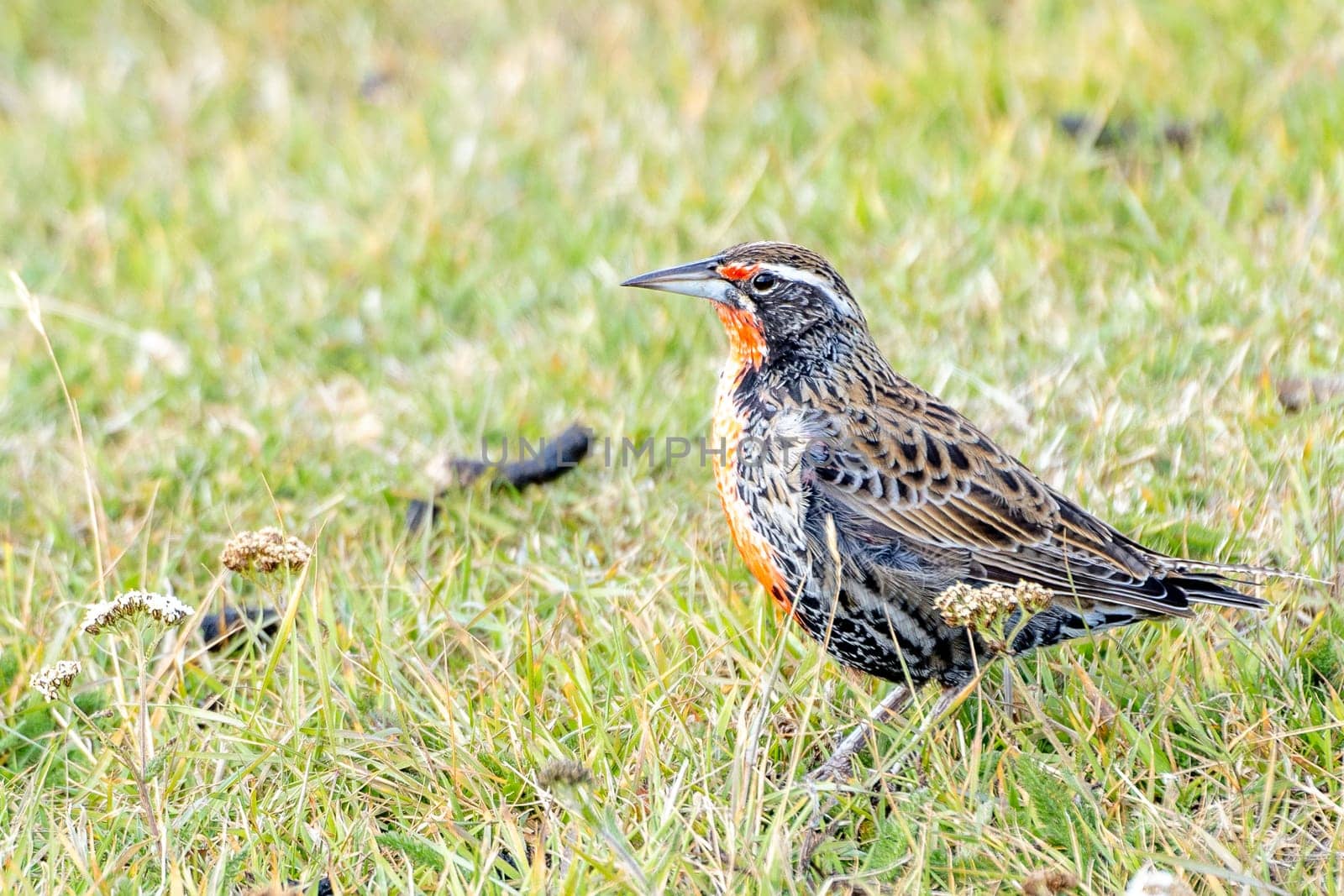 pretty, small long-tailed soldier blackbird (Sturnella loyca falcklandii) photographed on the Falkland Islands - standing on a green meadow on the ground