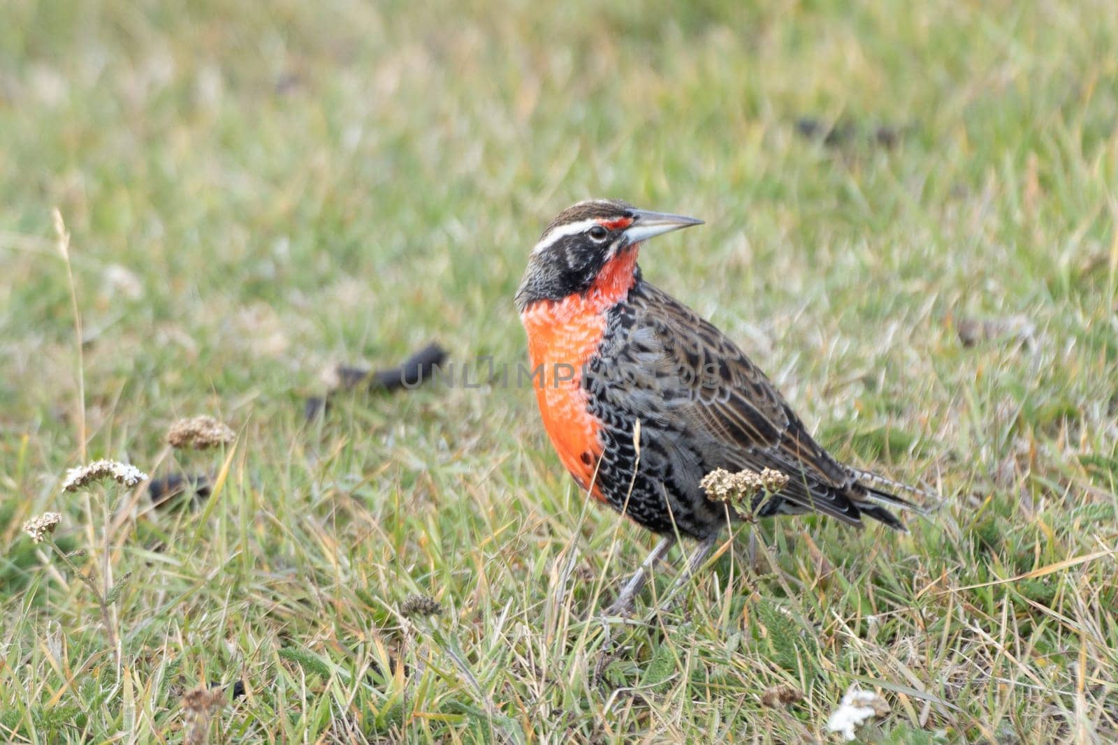 pretty, small long-tailed soldier blackbird (Sturnella loyca falcklandii) photographed on the Falkland Islands - standing on a green meadow on the ground