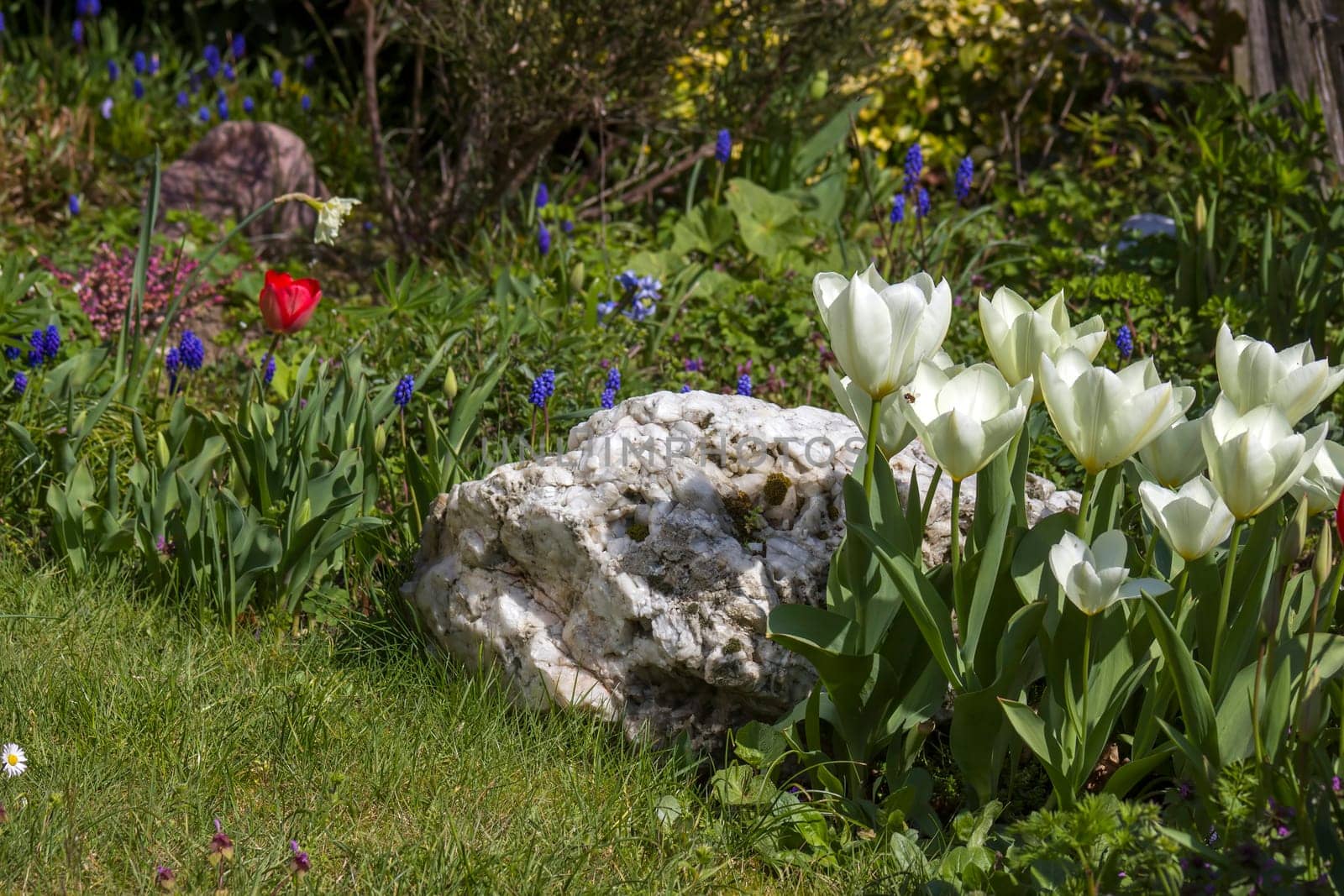 spring flowers in the garden - narcissus, tulips, hyacinth flowers