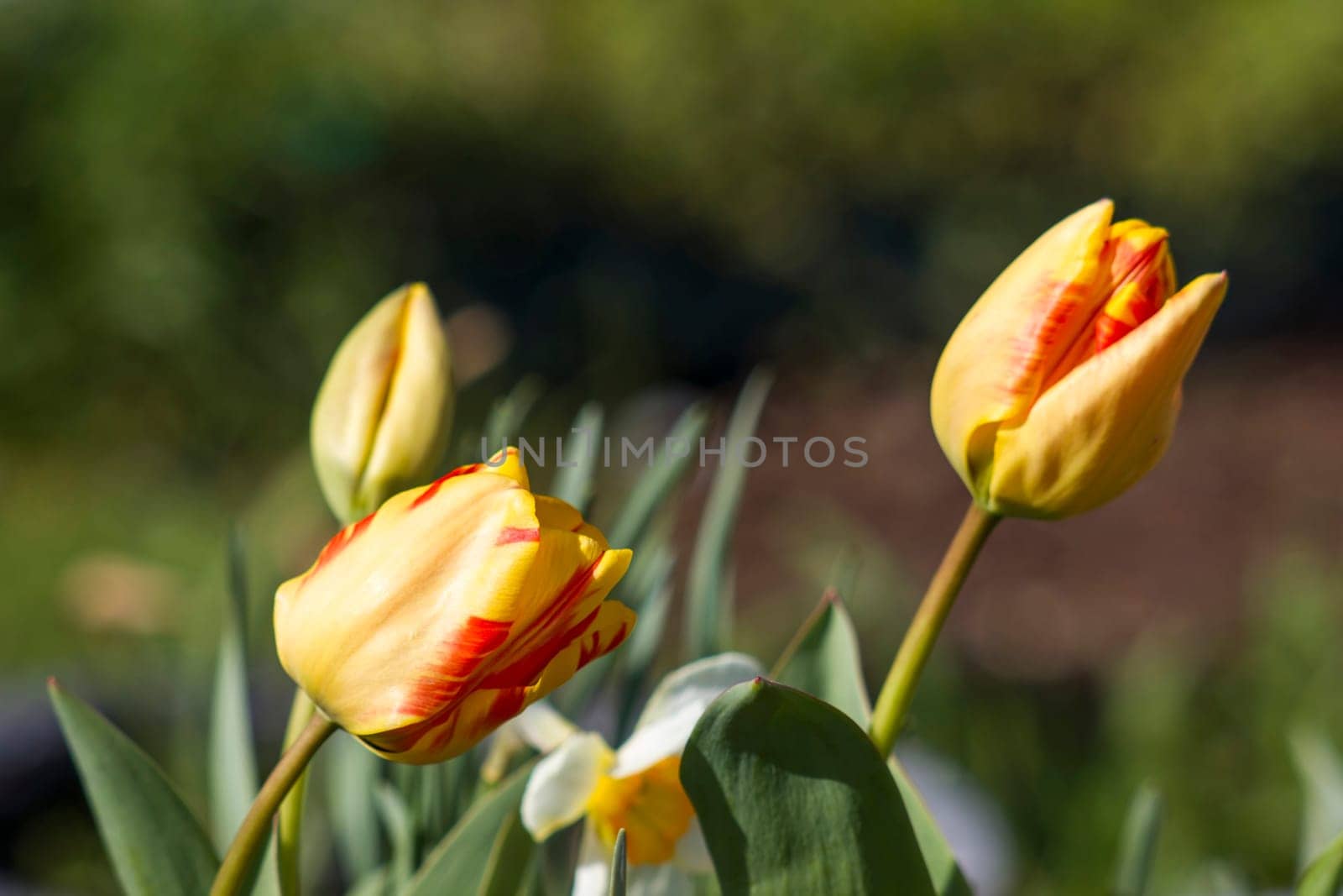 spring flowers in the garden - tulips and narcissus - soft focus