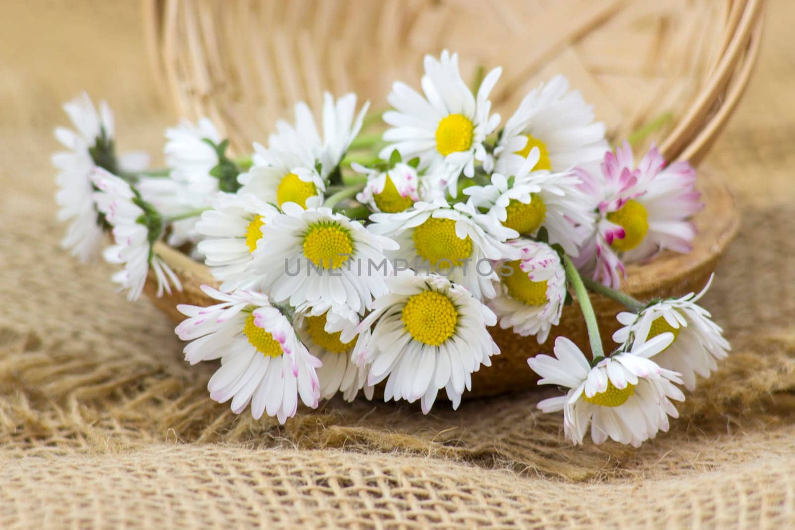 bunch of daisies - close up - soft focus