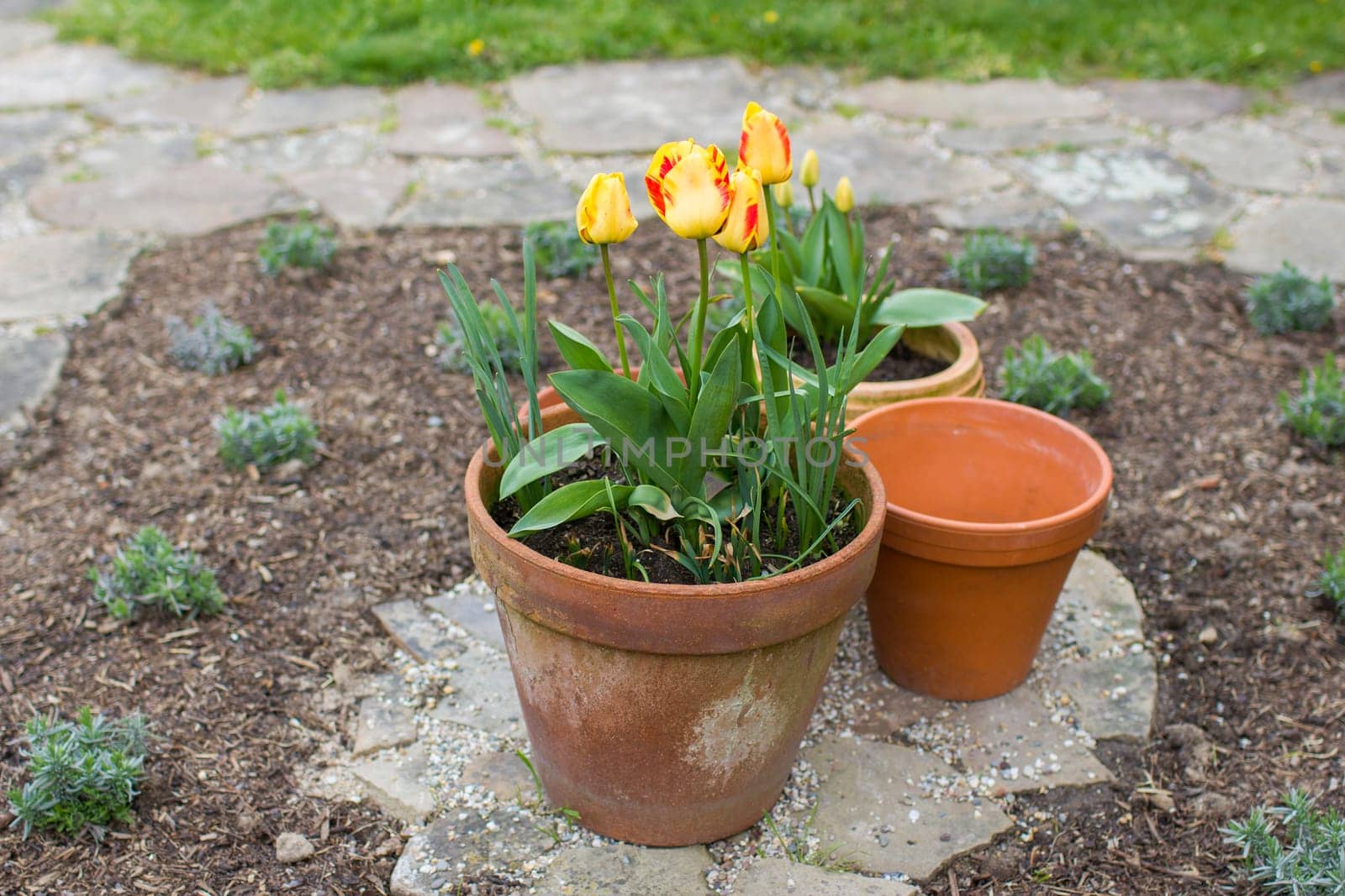 tulips in a clay pot, springtime