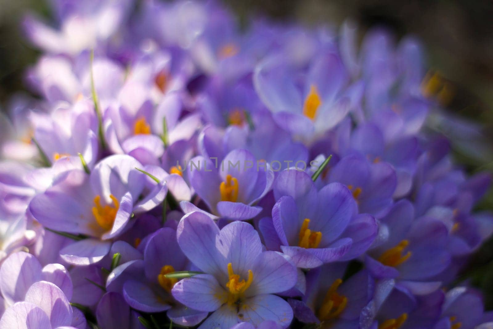 crocus flowers in the garden -  spring flowers - close up