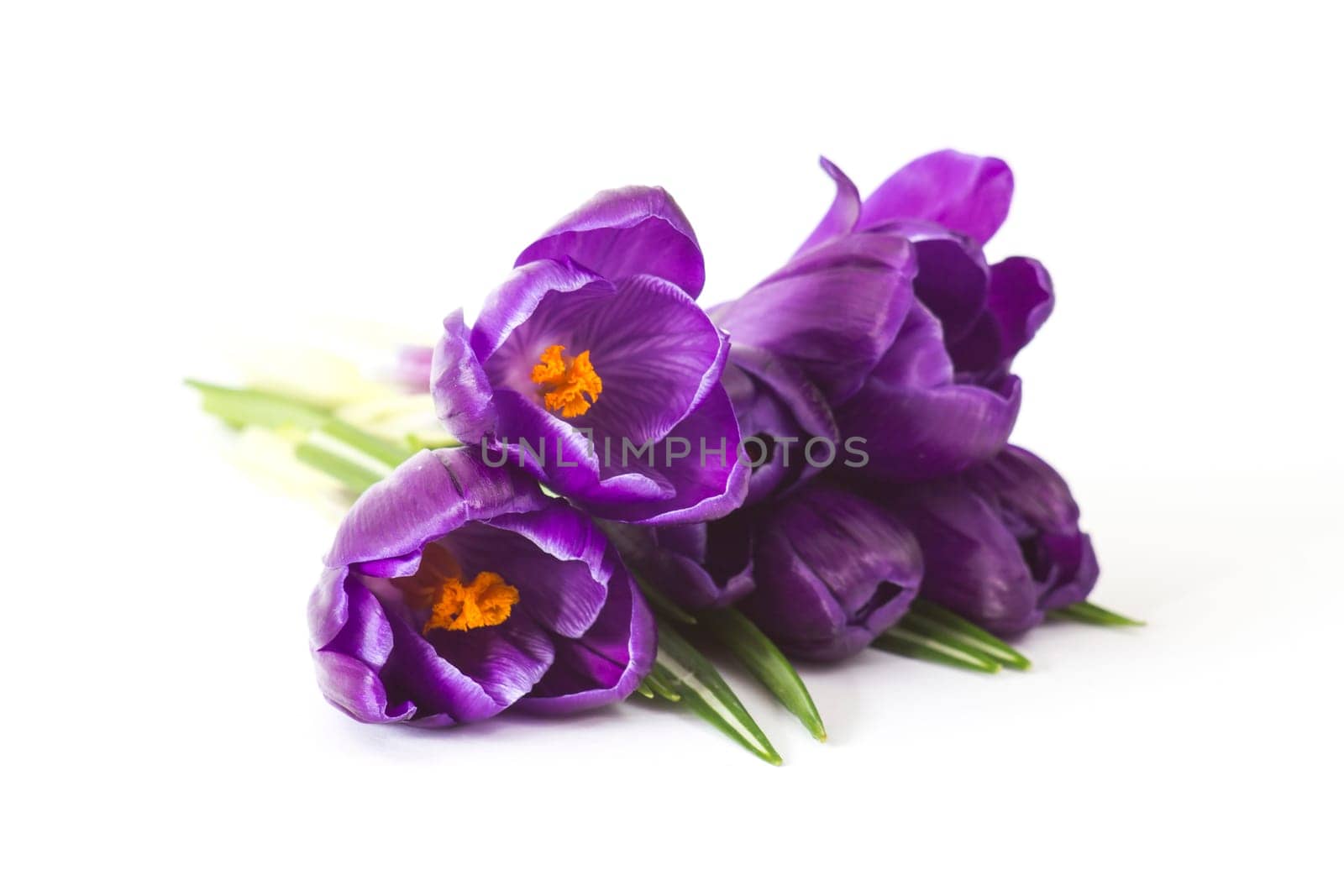crocus flowers isolated on white background