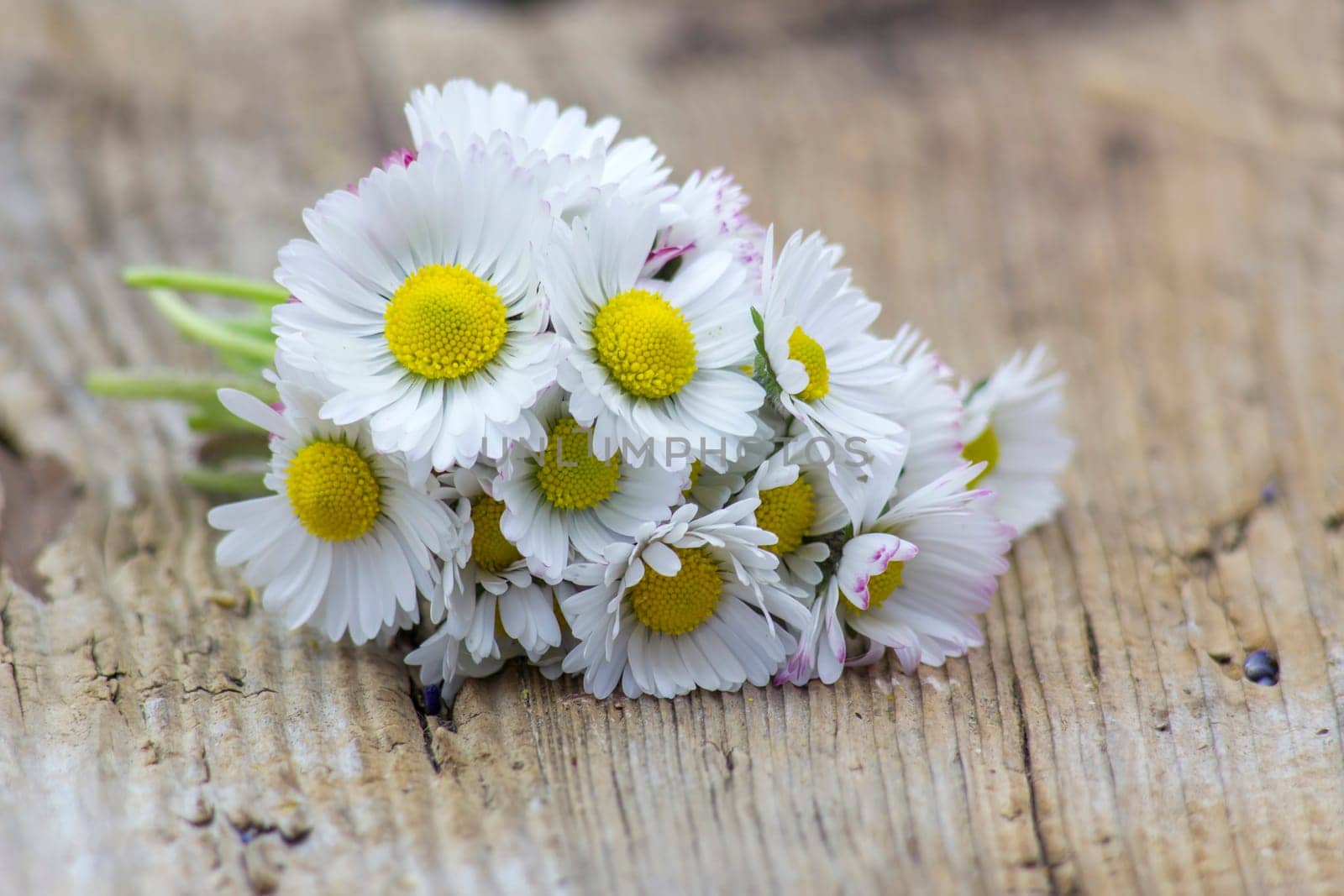 daisies on wooden background - close up