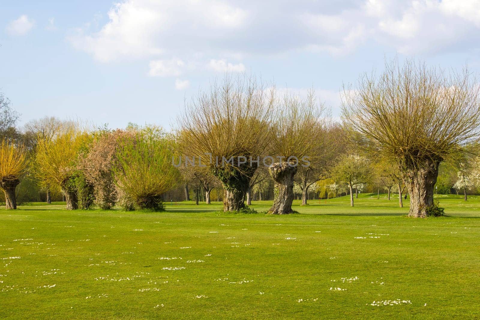 Salix caprea - willow grove. Spring Landscape with several willows on a golf field, Issum, Germany