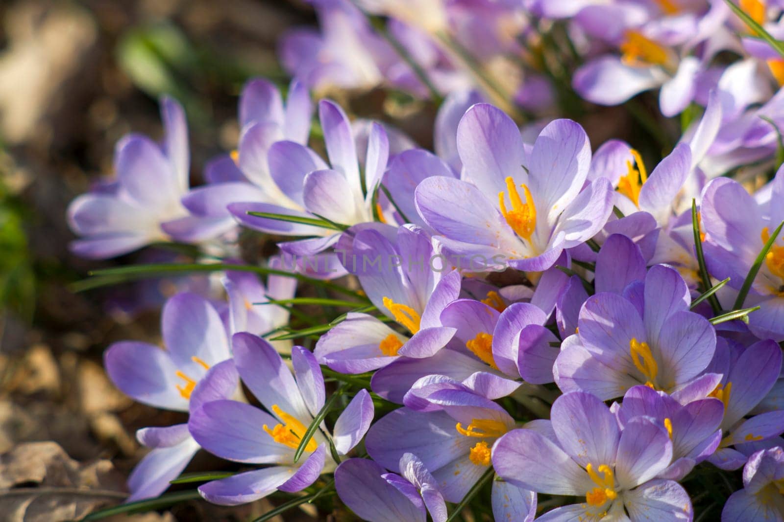 crocus flowers in the garden -  spring flowers - close up