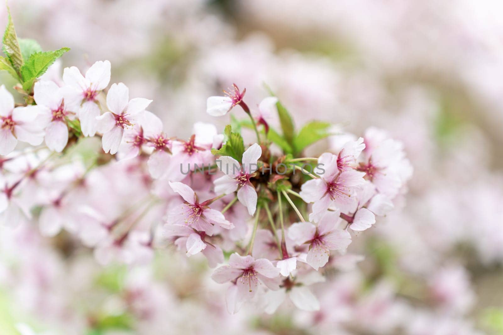 Shallow depth of field on a flowering branch of Japanese cherry or sakura Prunus nipponica Miyabe M.Hiroe Brilliant during flowering in April.