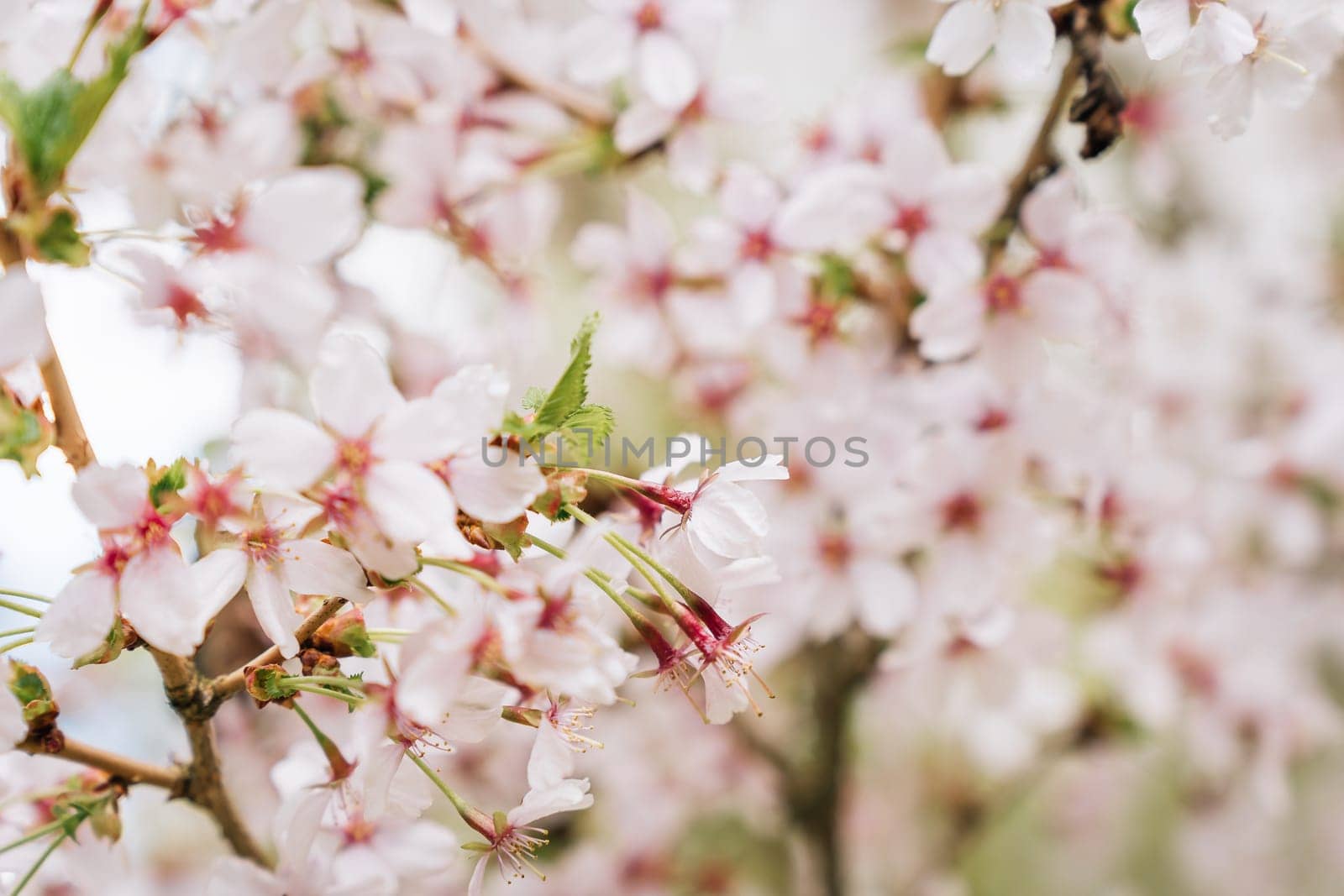 Selective focus on the abundantly blooming Japanese cherry Prunus nipponica Miyabe M.Hiroe Brilliant in April.