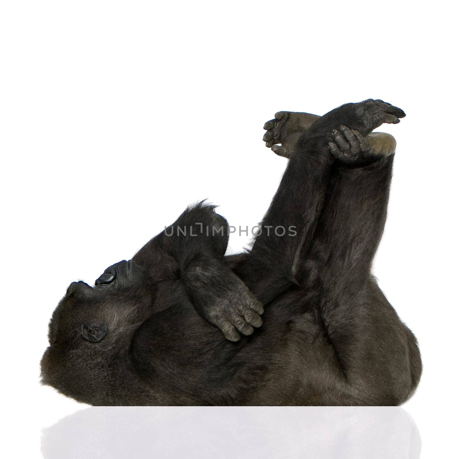 Young Silverback Gorilla in front of a white background