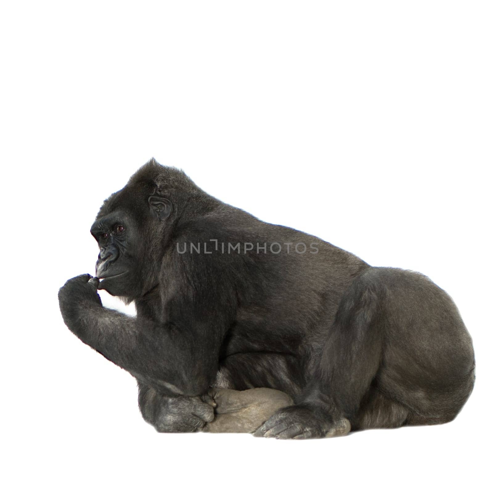 Young Silverback Gorilla in front of a white background