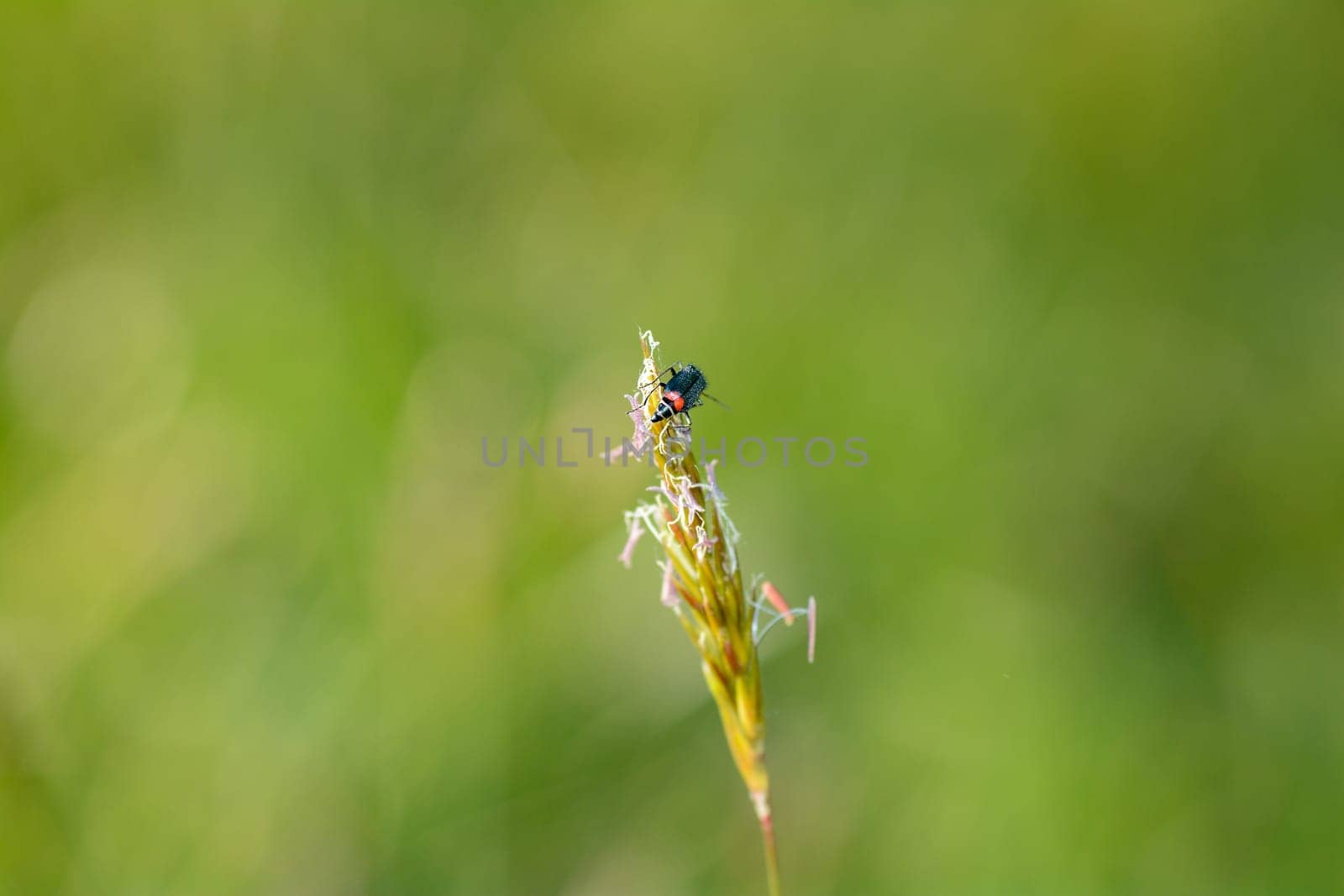 Two-spot wart beetle ( Malachius bipustulatus ) on a plant in green nature