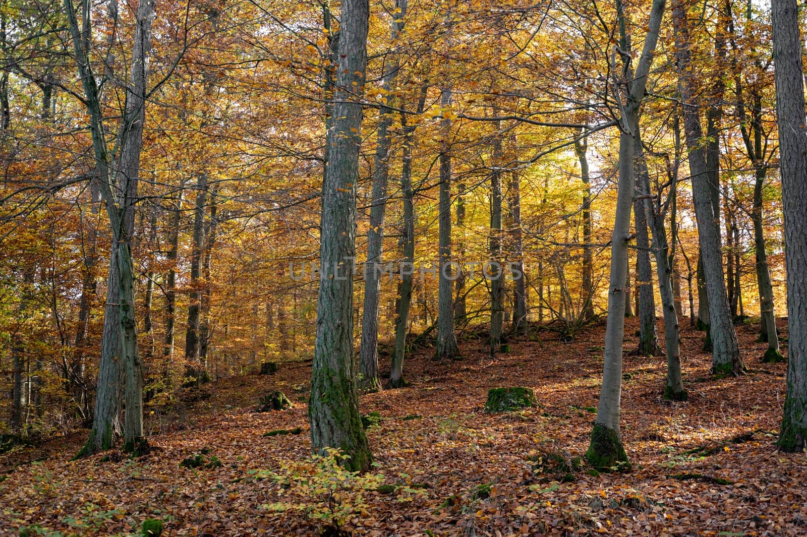 Trees in the forest in autumn with lots of fallen leaves