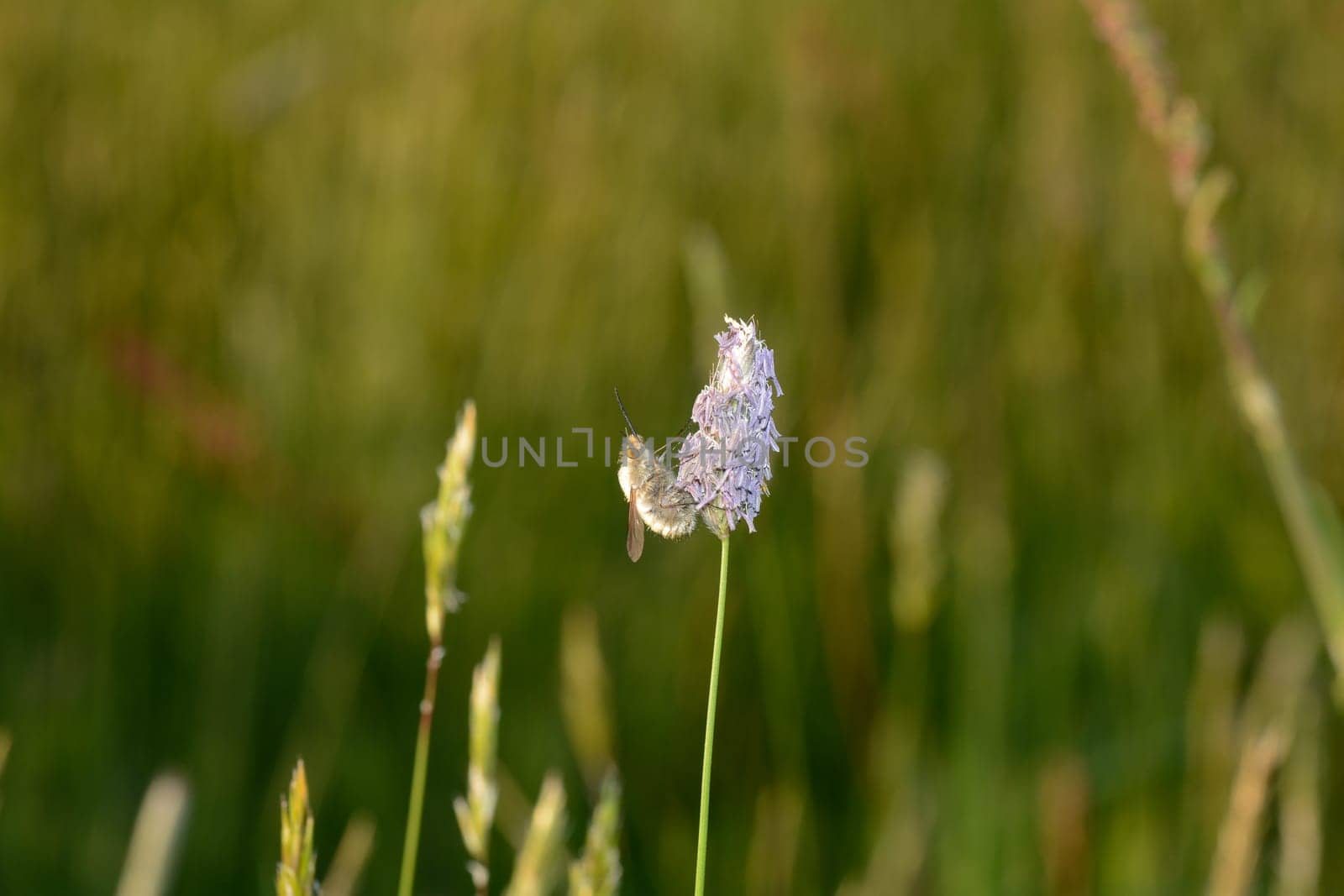A large woolen slider ( Bombylius major ) on plant in nature