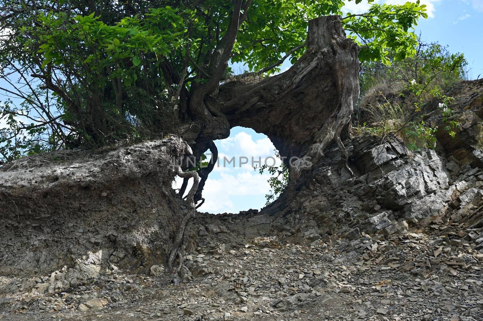Roots of a tree with an opening and a view of the blue sky