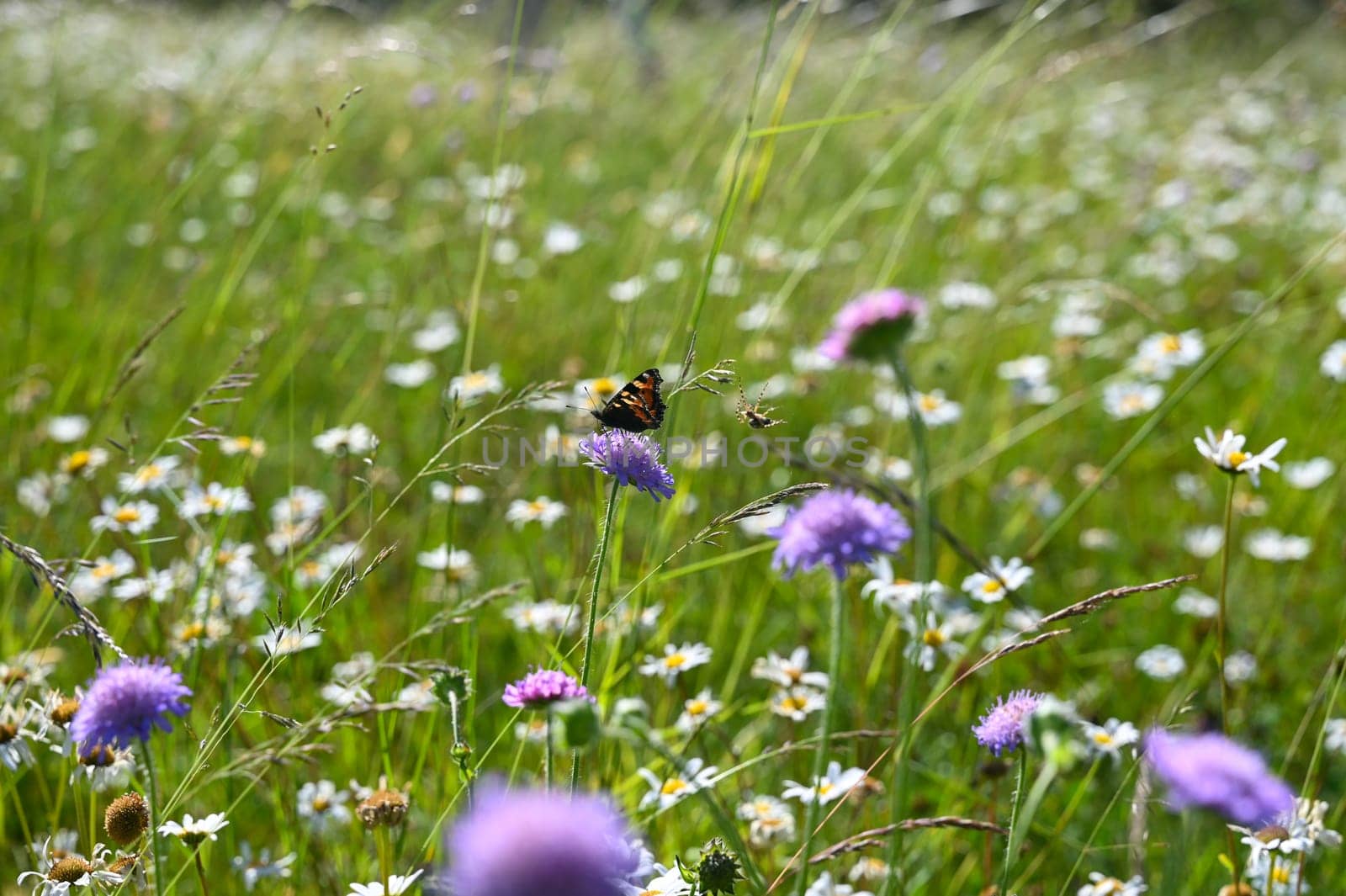 Green summer meadow with white and purple flowers and a butterfly