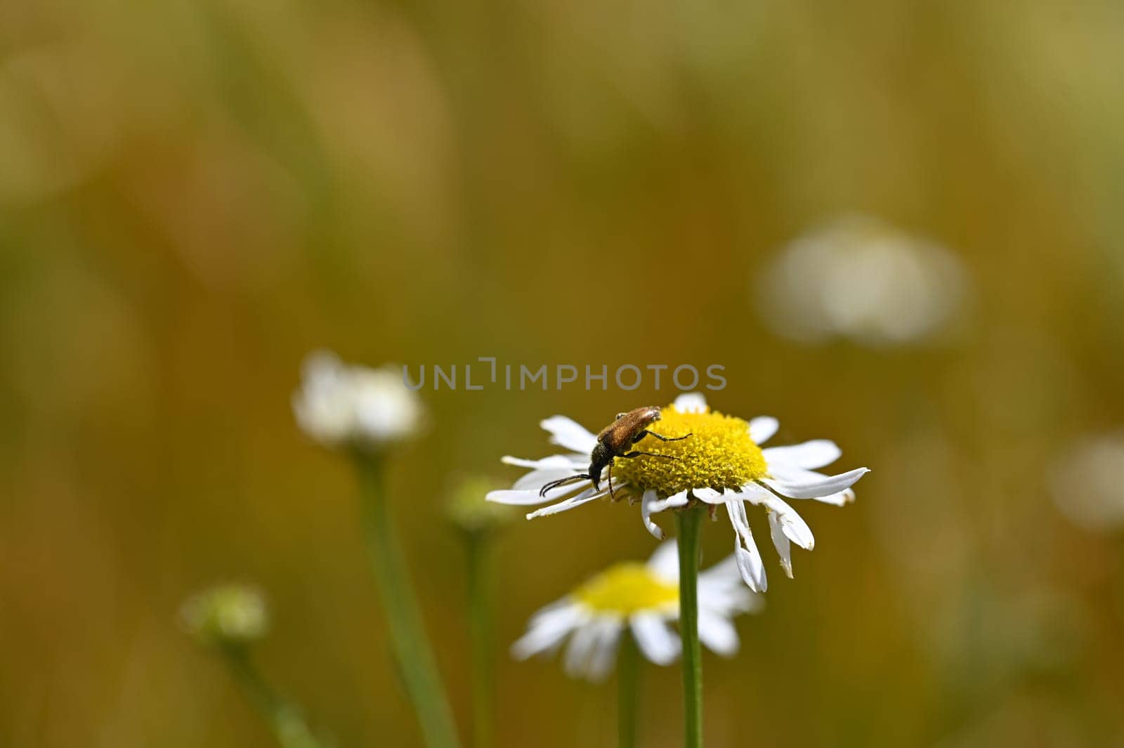 A red-necked beetle (Stictoleptura rubra) with lots of pollen on the body, on a white yellow flower in nature