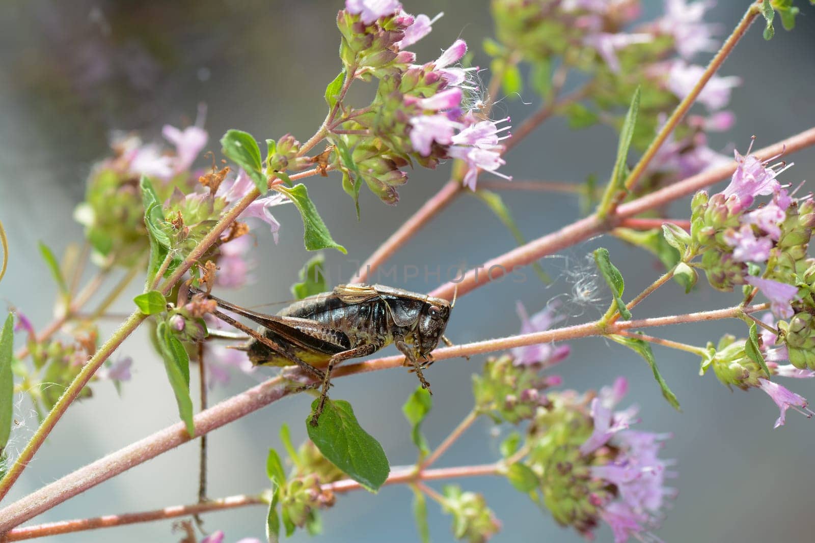 Common bush cricket ( Pholidoptera griseoaptera ) on a plant