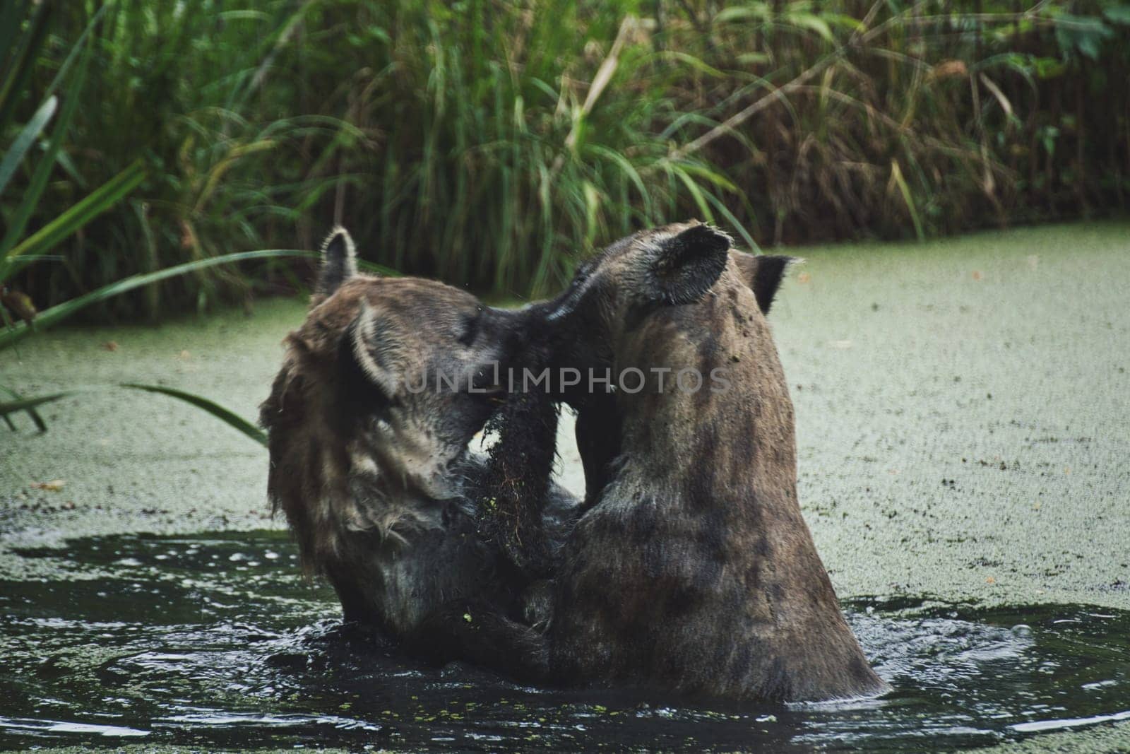 Playful spotted hyenas in a zoo in Germany