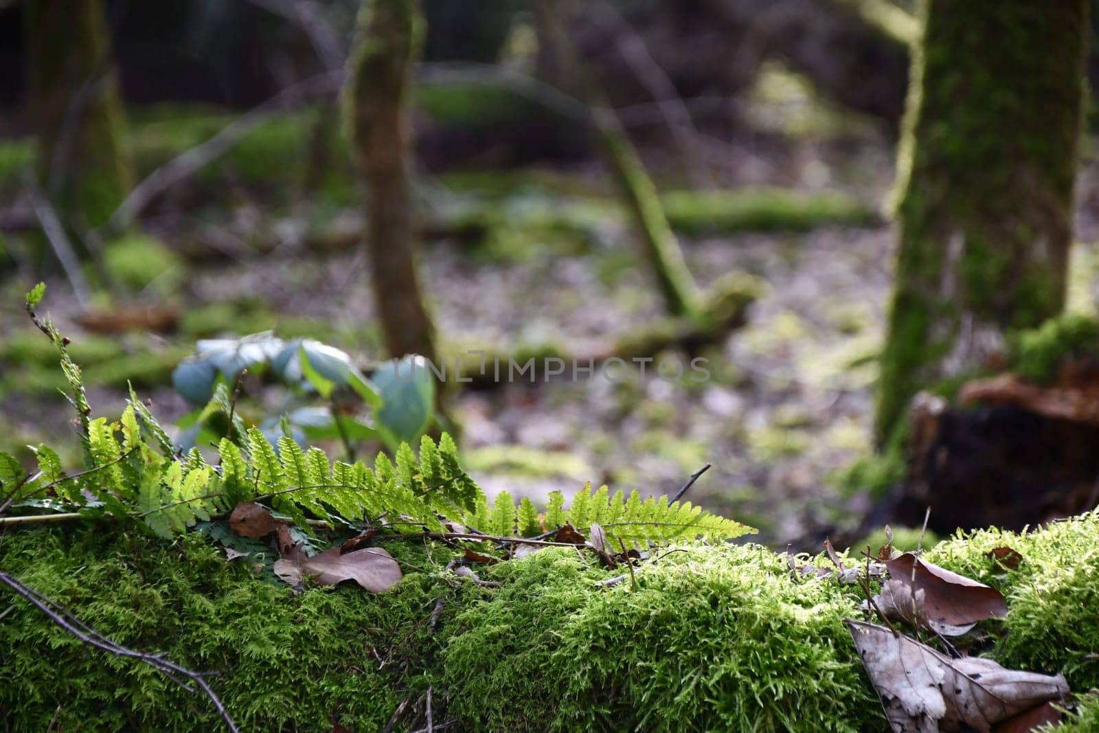 Grasses and moss in the morning sun on the forest